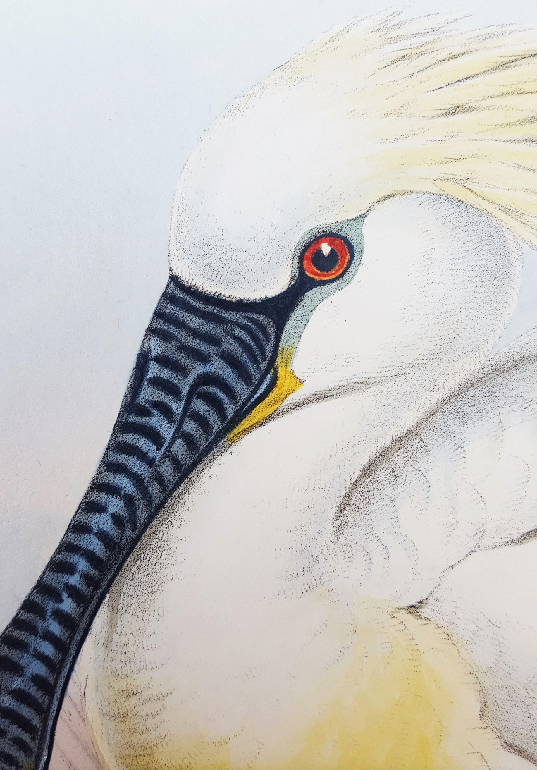 Platalea Leucorodia (Espátula) /// Ornitología John Gould Arte animal Ave costera en venta 9