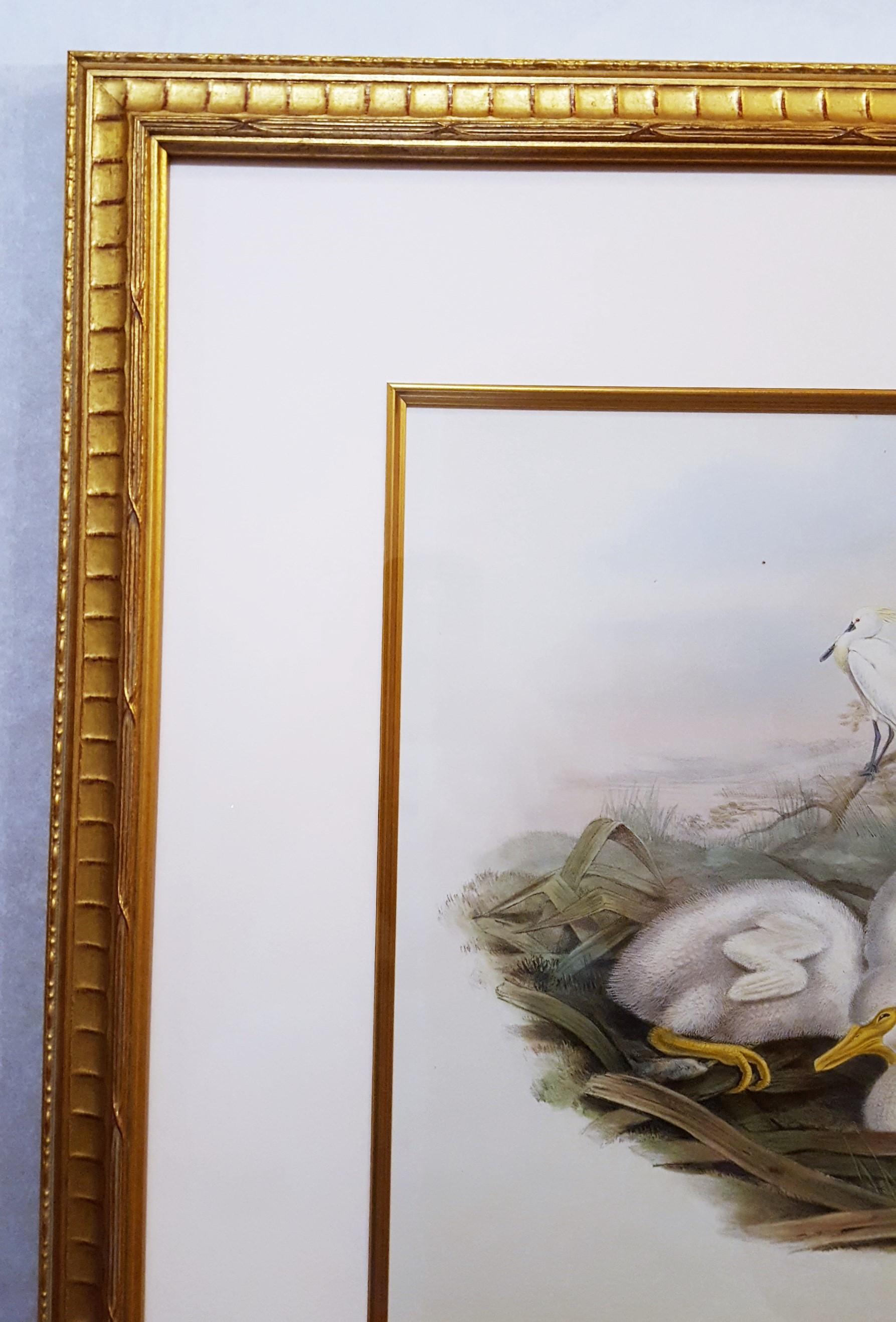 Platalea Leucorodia (Espátula) /// Ornitología John Gould Arte animal Ave costera en venta 3