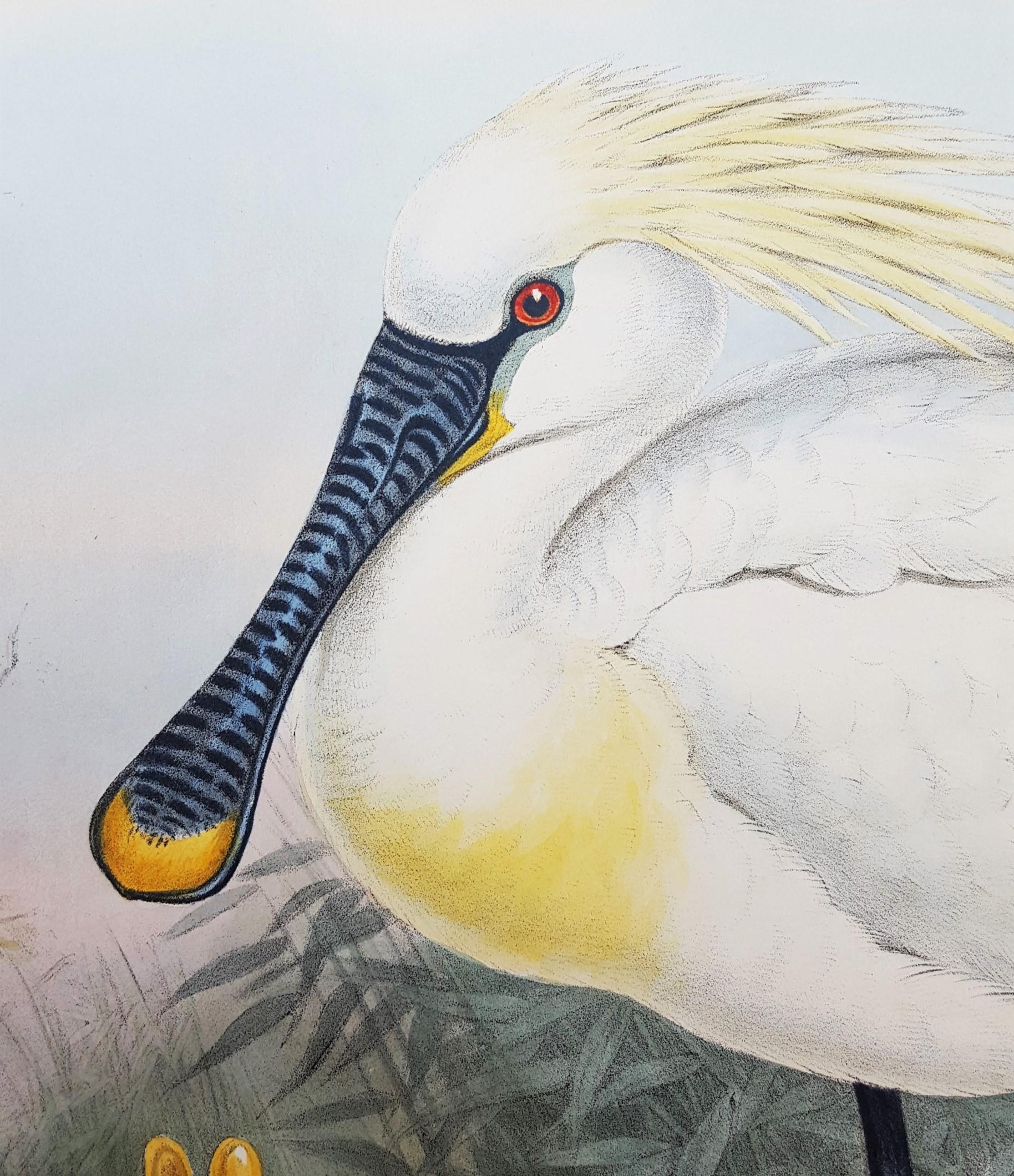 Platalea Leucorodia (Spoonbill) /// Ornithology John Gould Bird Animal Shorebird For Sale 5