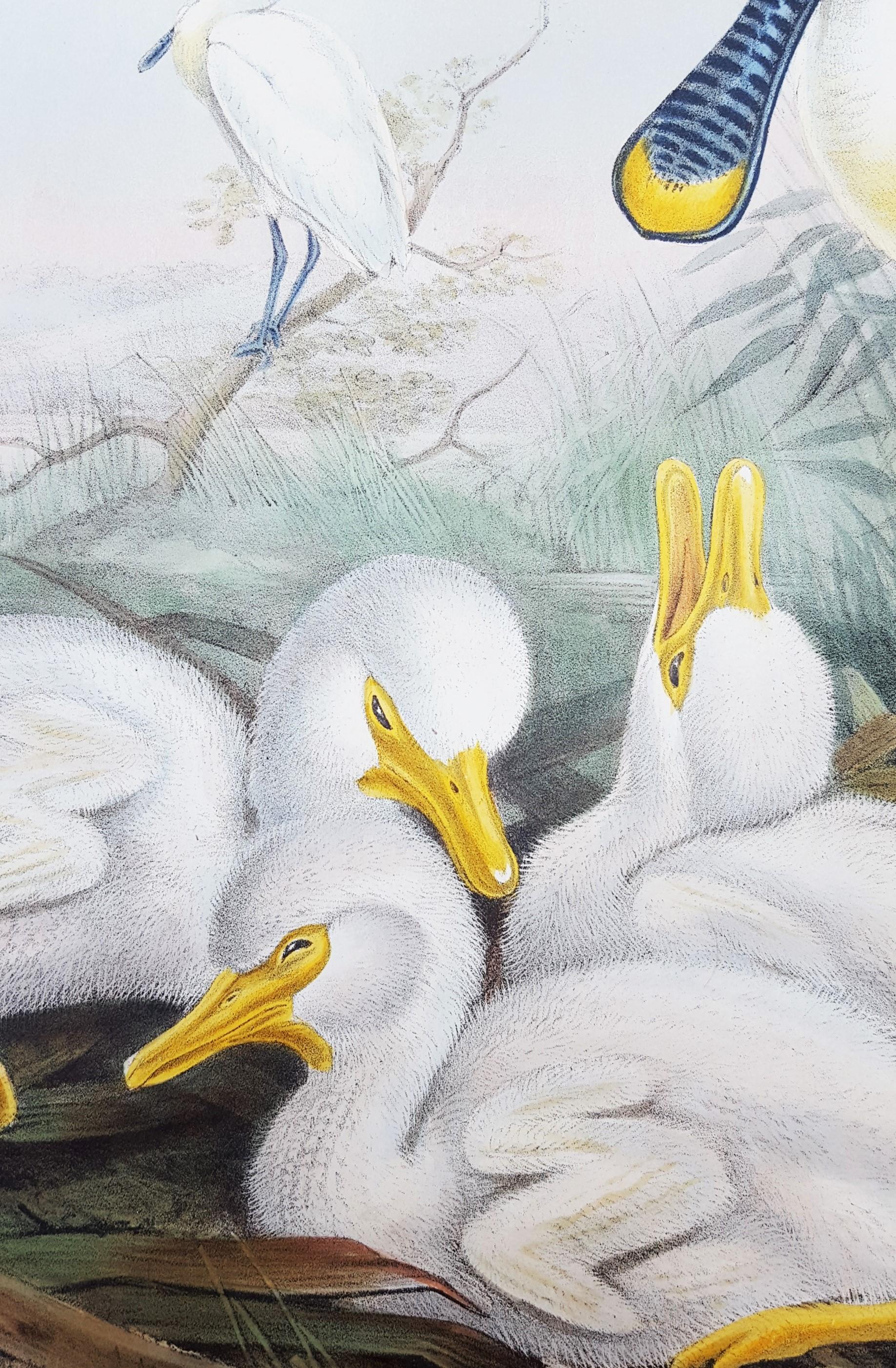Platalea Leucorodia (Spoonbill) /// Ornithology John Gould Animal Art Shorebird For Sale 10