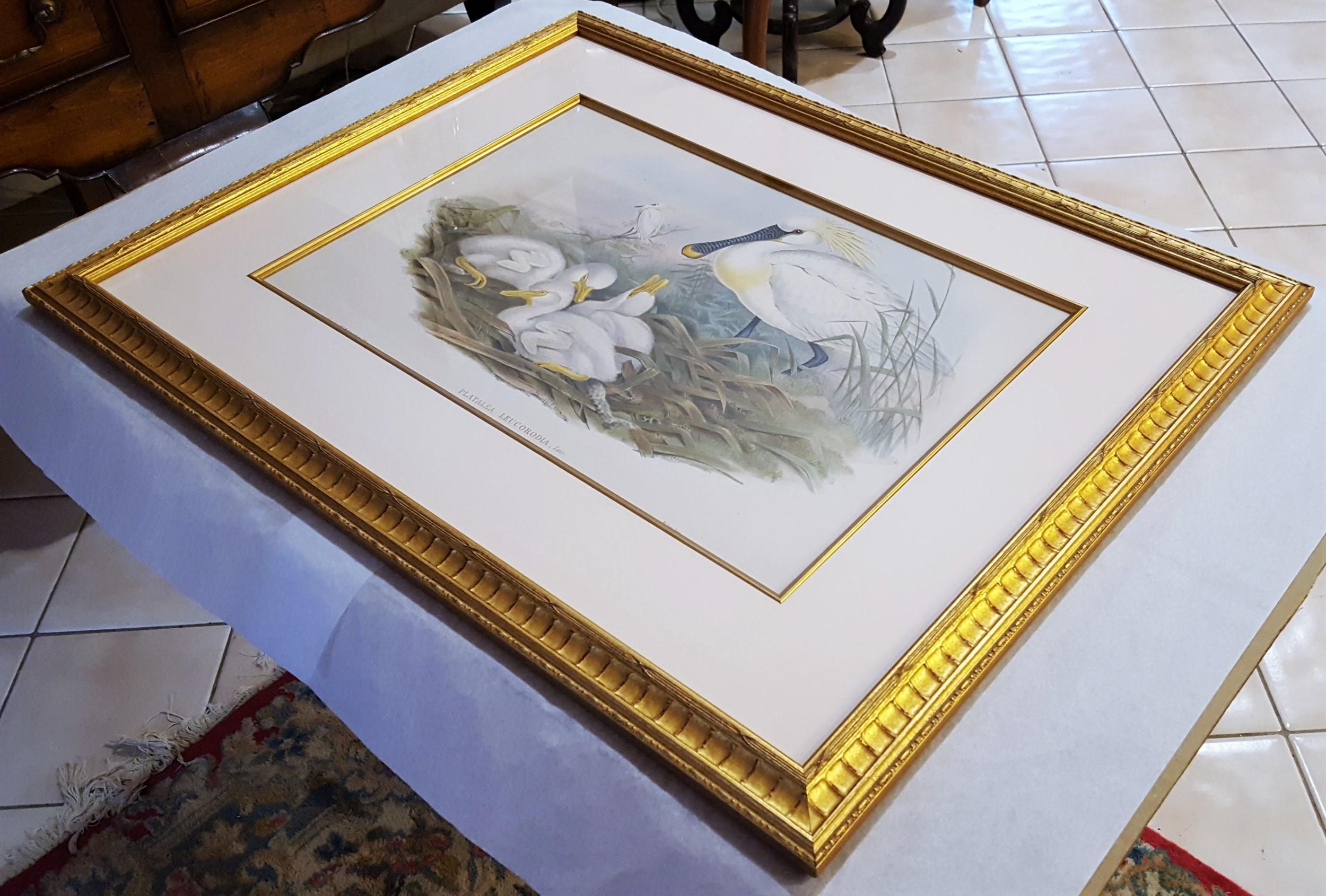 Platalea Leucorodia (Spoonbill) /// Ornithology John Gould Animal Art Shorebird For Sale 12