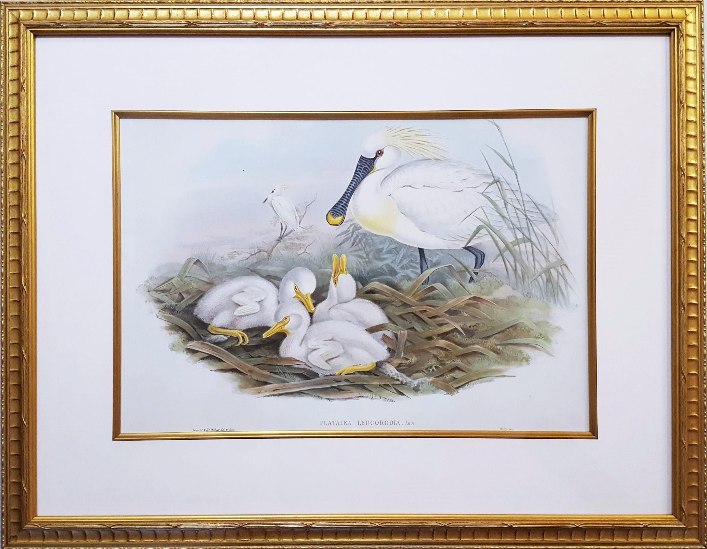 Platalea Leucorodia (Spoonbill) /// Ornithology John Gould Animal Art Shorebird For Sale 1