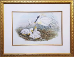 Platalea Leucorodia (Spoonbill) /// Ornithology John Gould Animal Art Shorebird