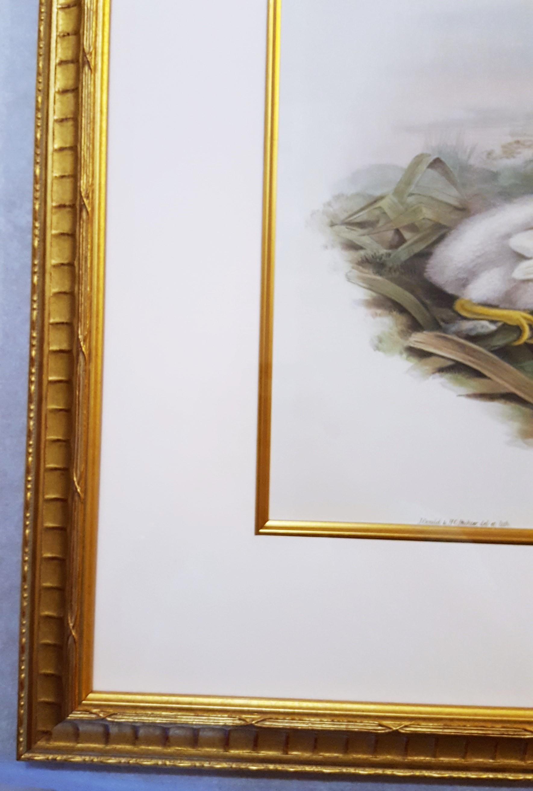 Platalea Leucorodia (Spoonbill) /// Ornithology John Gould Animal Art Shorebird For Sale 2