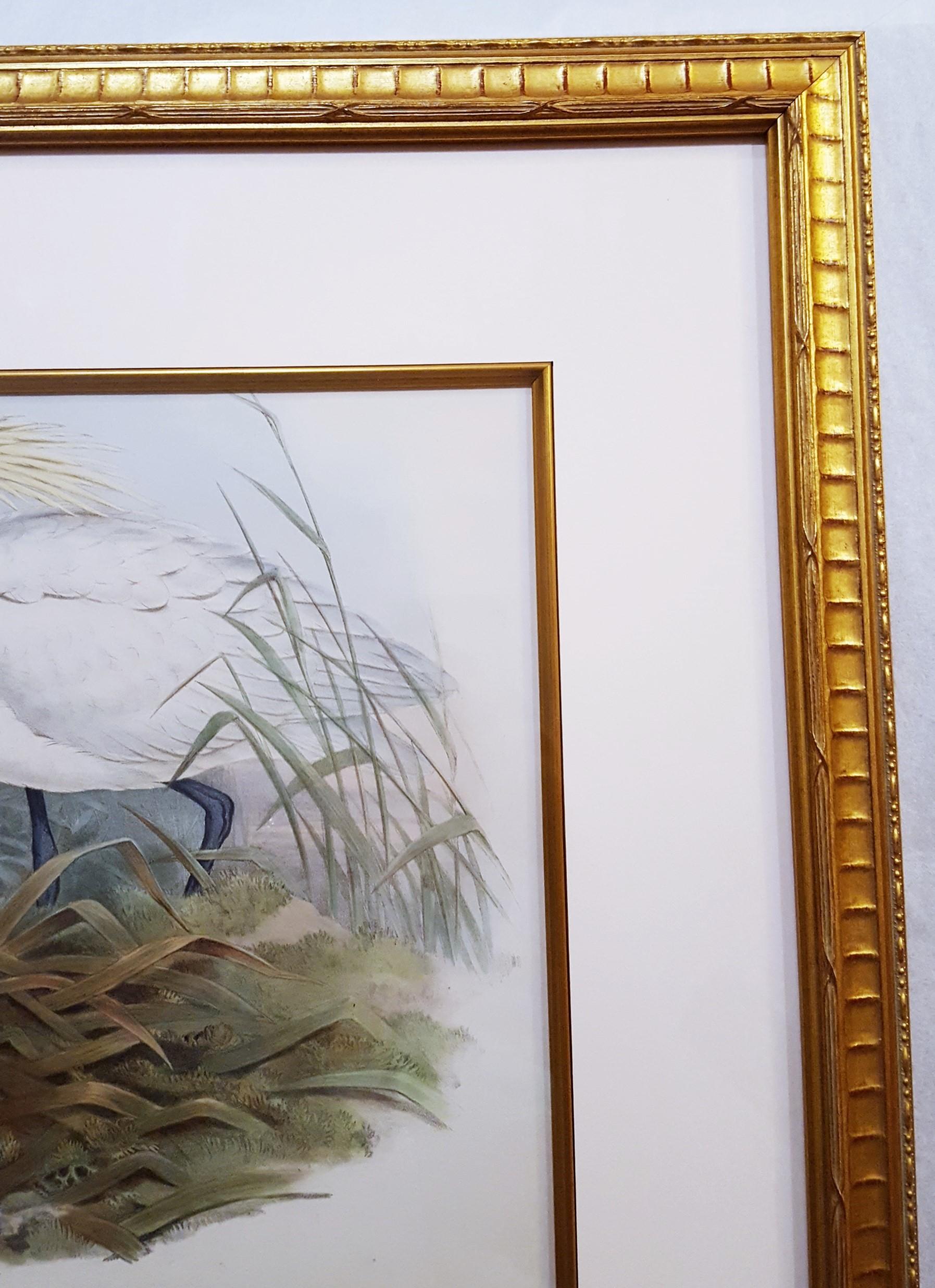 Platalea Leucorodia (Spoonbill) /// Ornithology John Gould Animal Art Shorebird For Sale 4