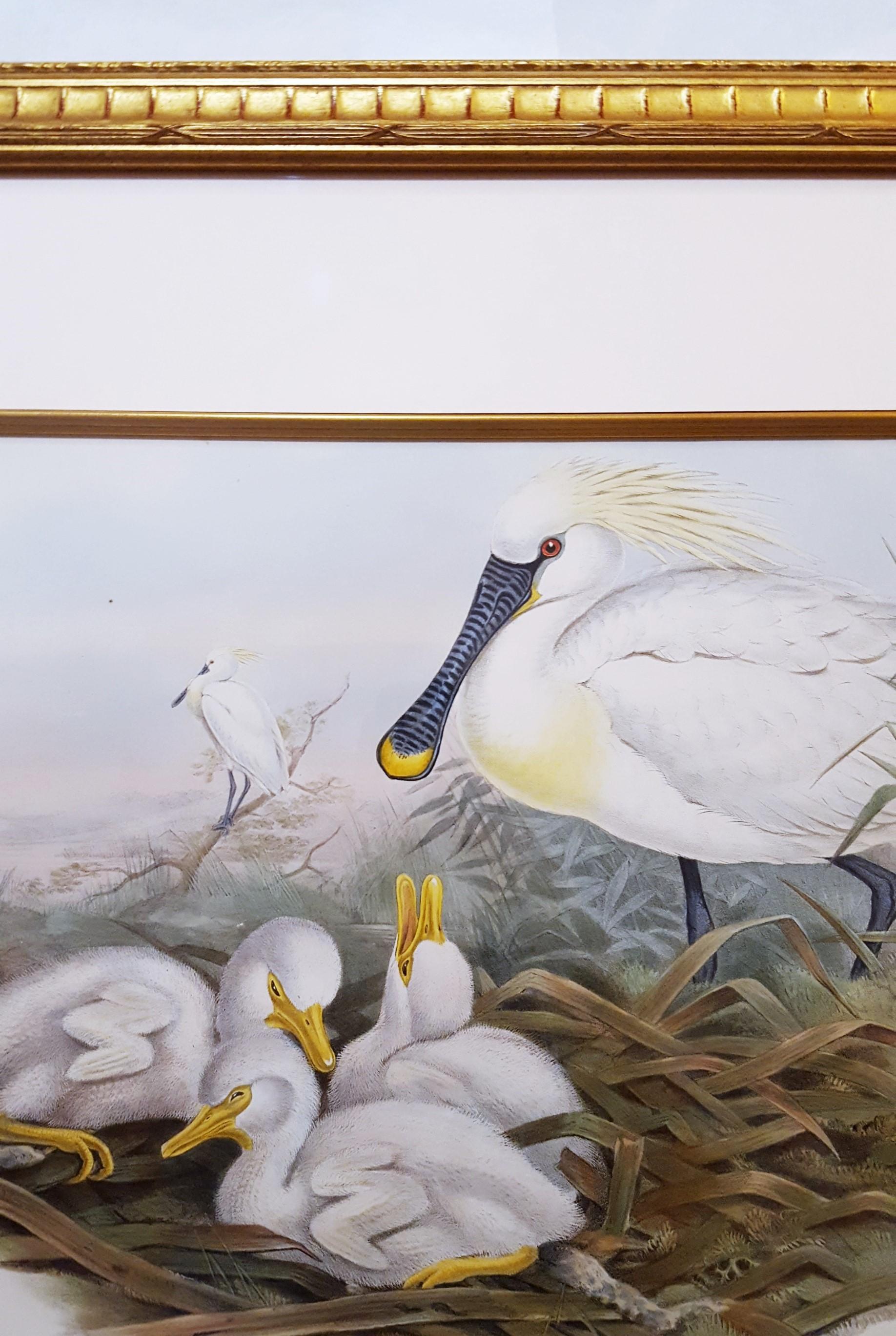 Platalea Leucorodia (Spoonbill) /// Ornithology John Gould Animal Art Shorebird For Sale 6