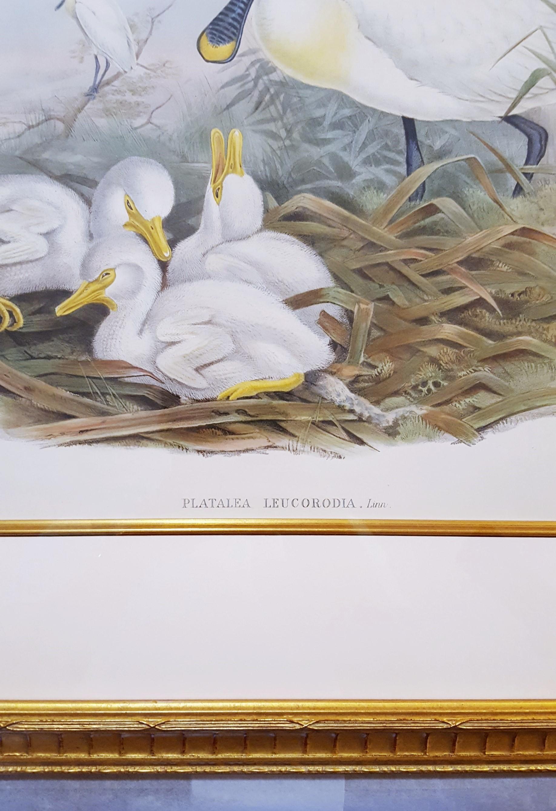 Platalea Leucorodia (Spoonbill) /// Ornithology John Gould Animal Art Shorebird For Sale 7