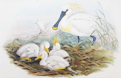 Platalea Leucorodia (Spoonbill) /// Ornithology John Gould Animal Art Shorebird