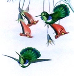 Schistes Personata (Hummingbird)