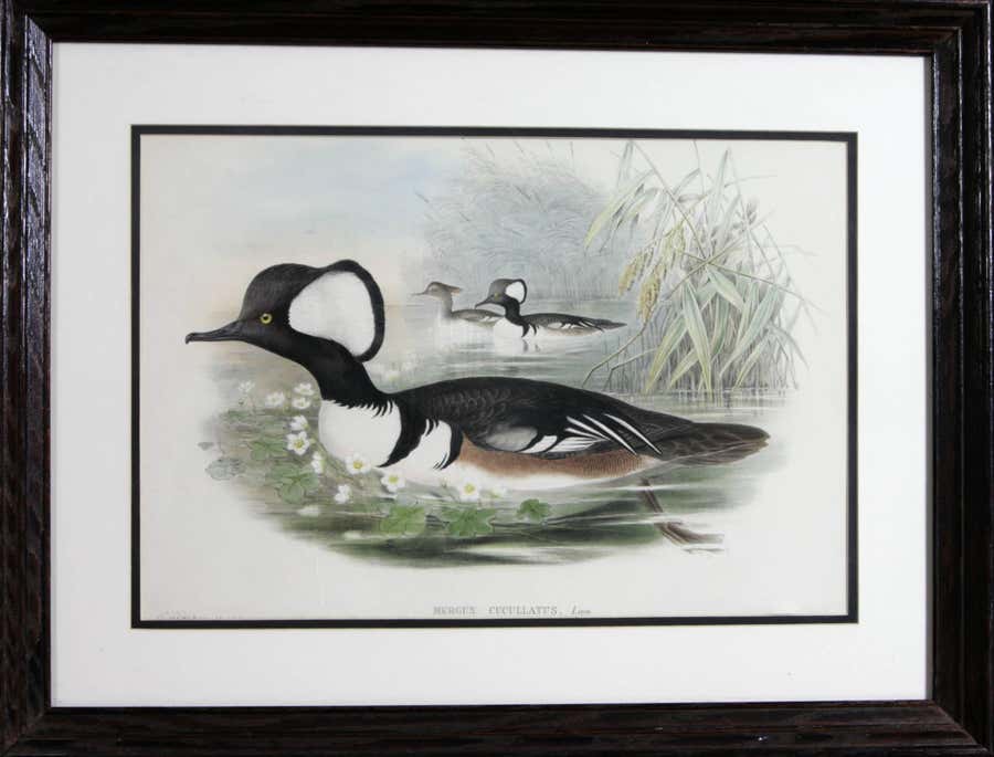 The Hooded Merganser from Gould's Birds of Great Britain framed
