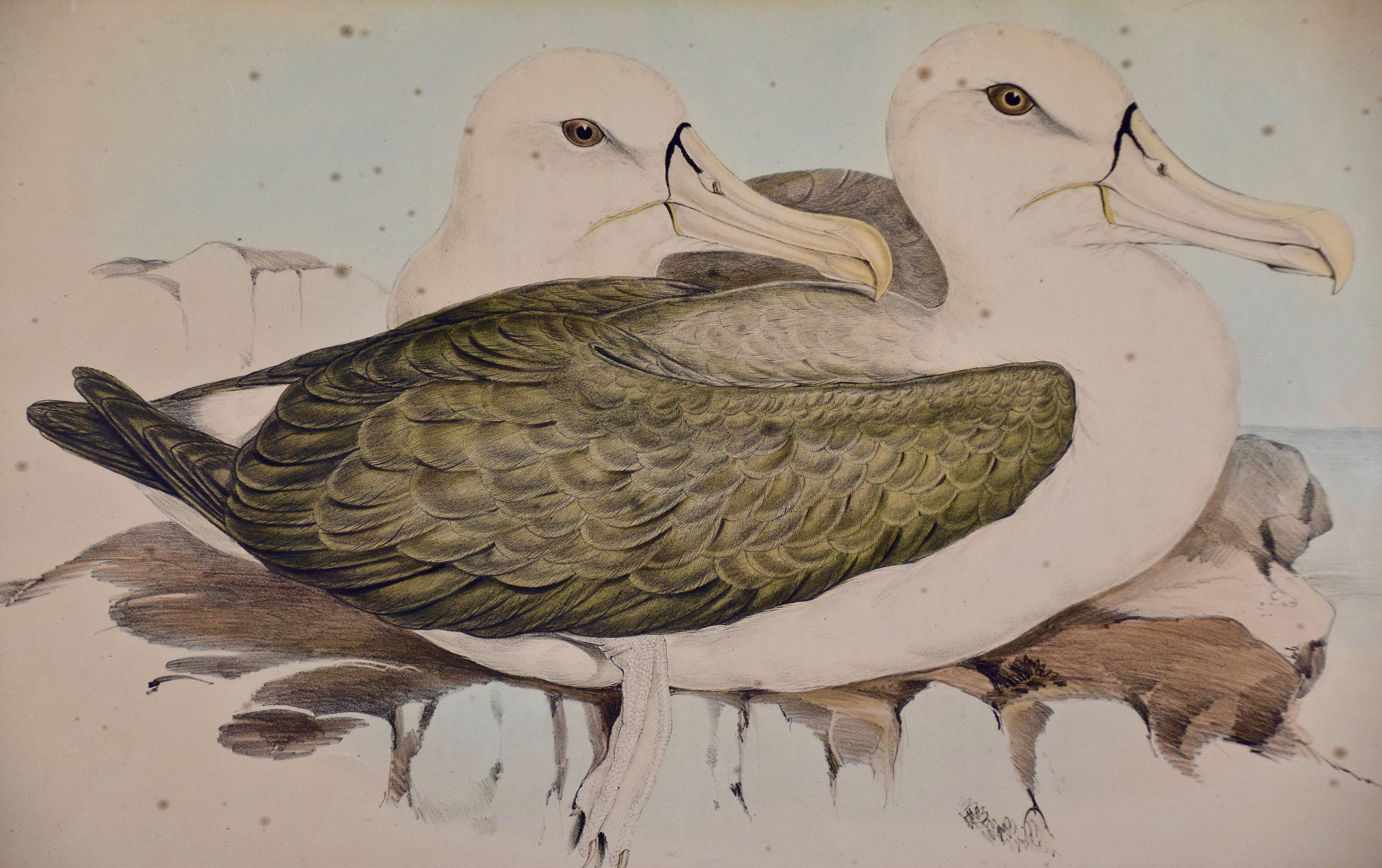 Trois lithographies colorées à la main de Gould représentant des oiseaux d'Australie et de Nouvelle-Zélande en vente 6