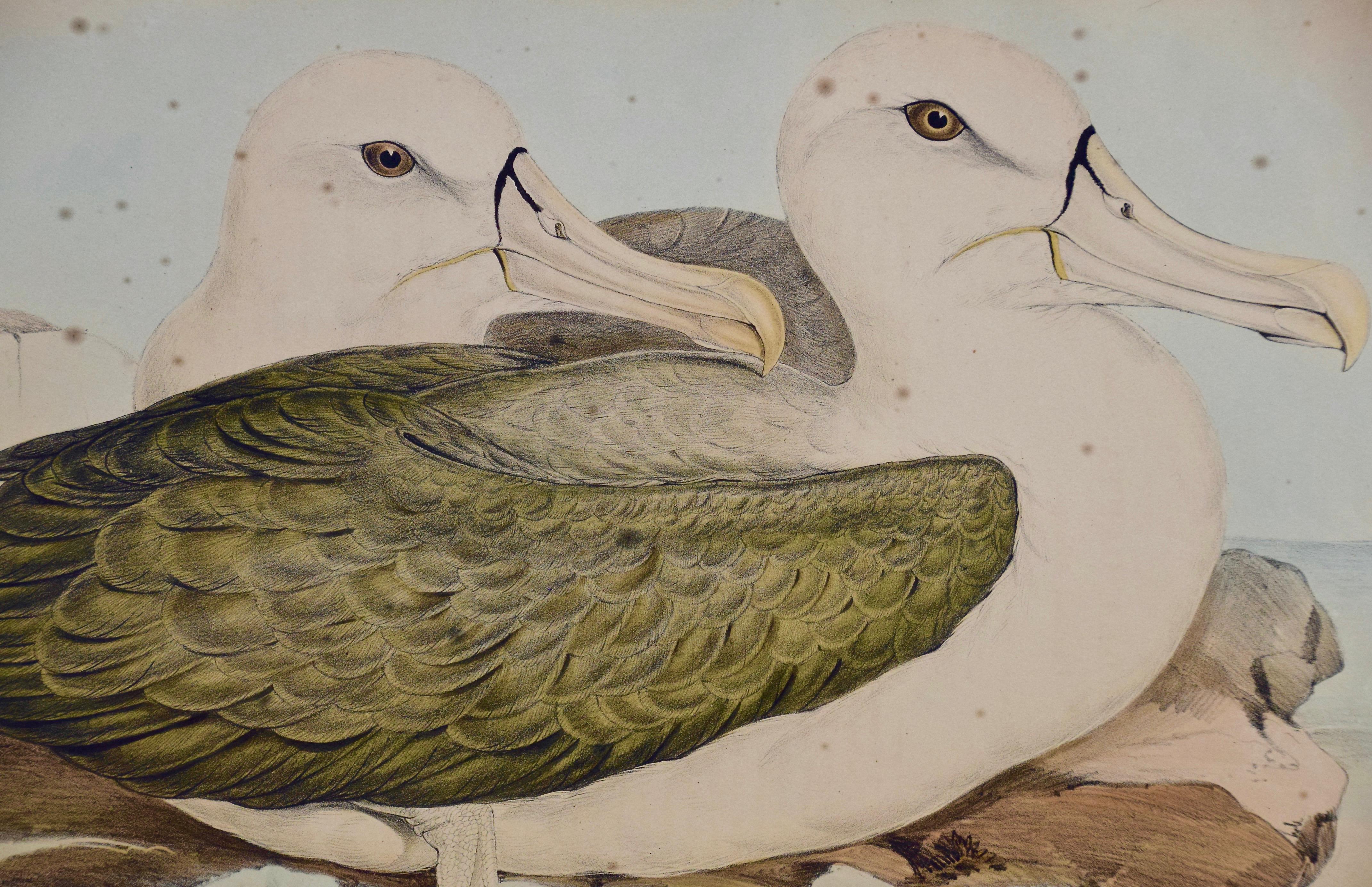 Trois lithographies colorées à la main de Gould représentant des oiseaux d'Australie et de Nouvelle-Zélande en vente 7