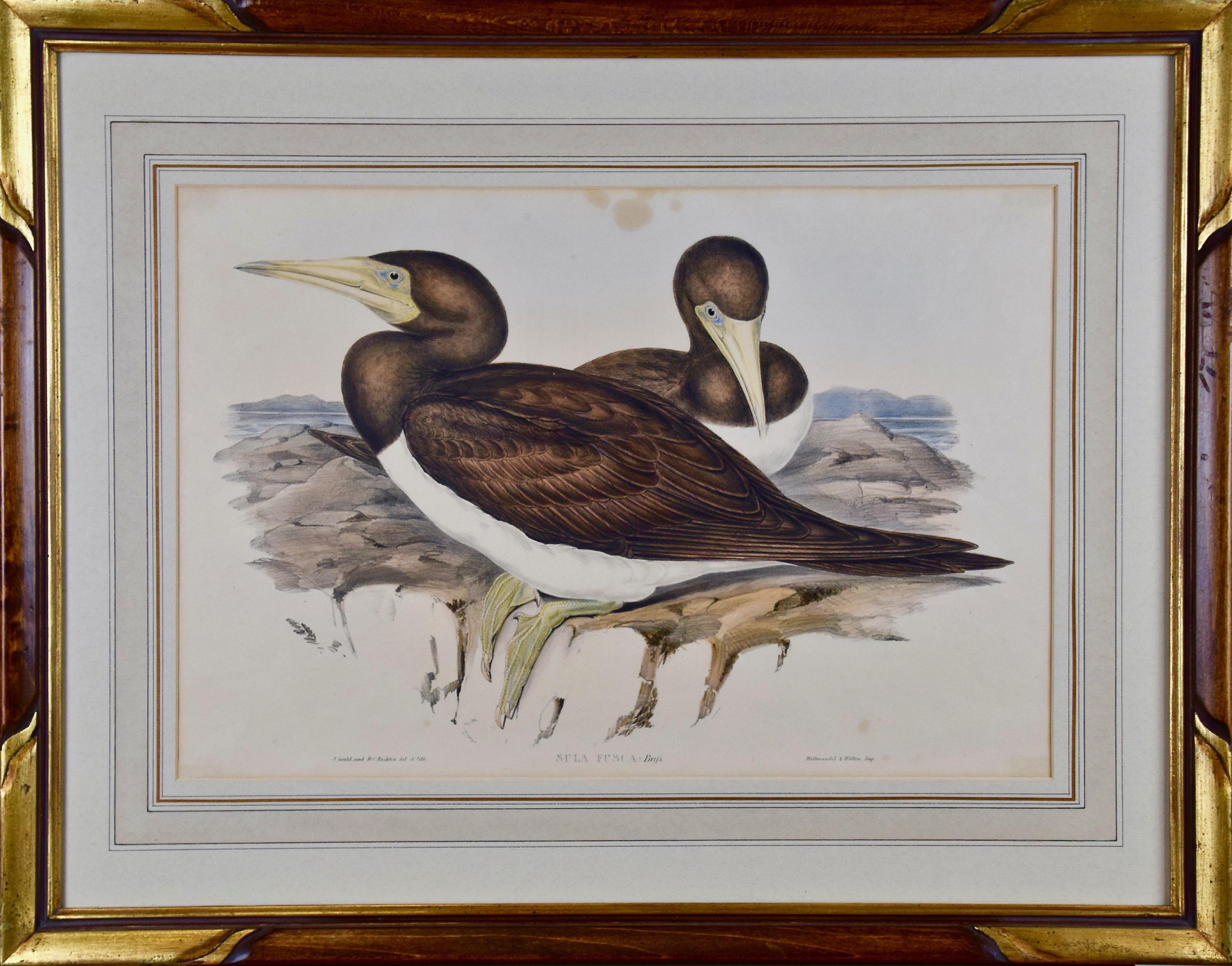 Trois lithographies colorées à la main de Gould représentant des oiseaux d'Australie et de Nouvelle-Zélande en vente 11