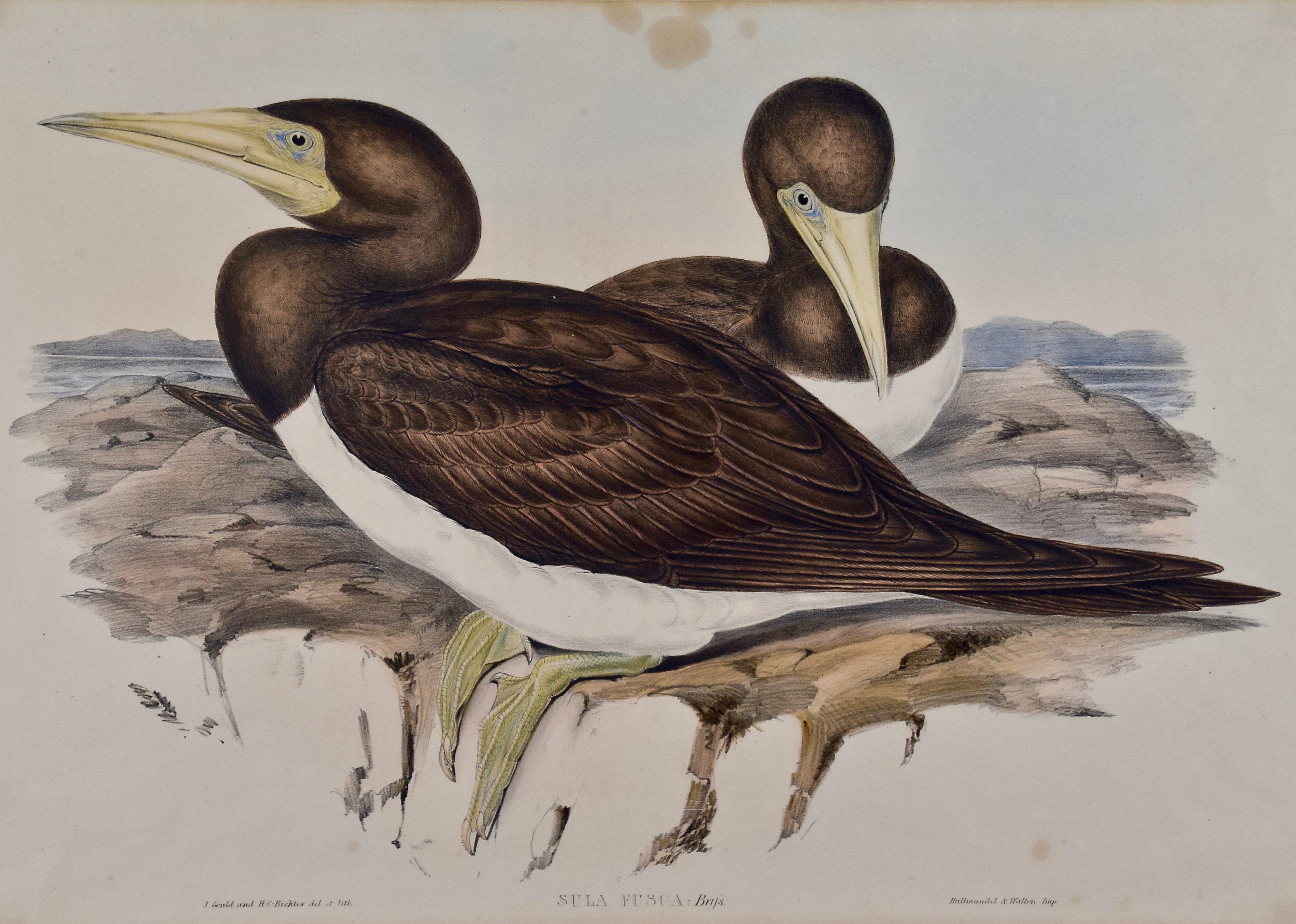 Drei handkolorierte Lithografien von Vögeln aus Australien und Neuseeland im Angebot 12