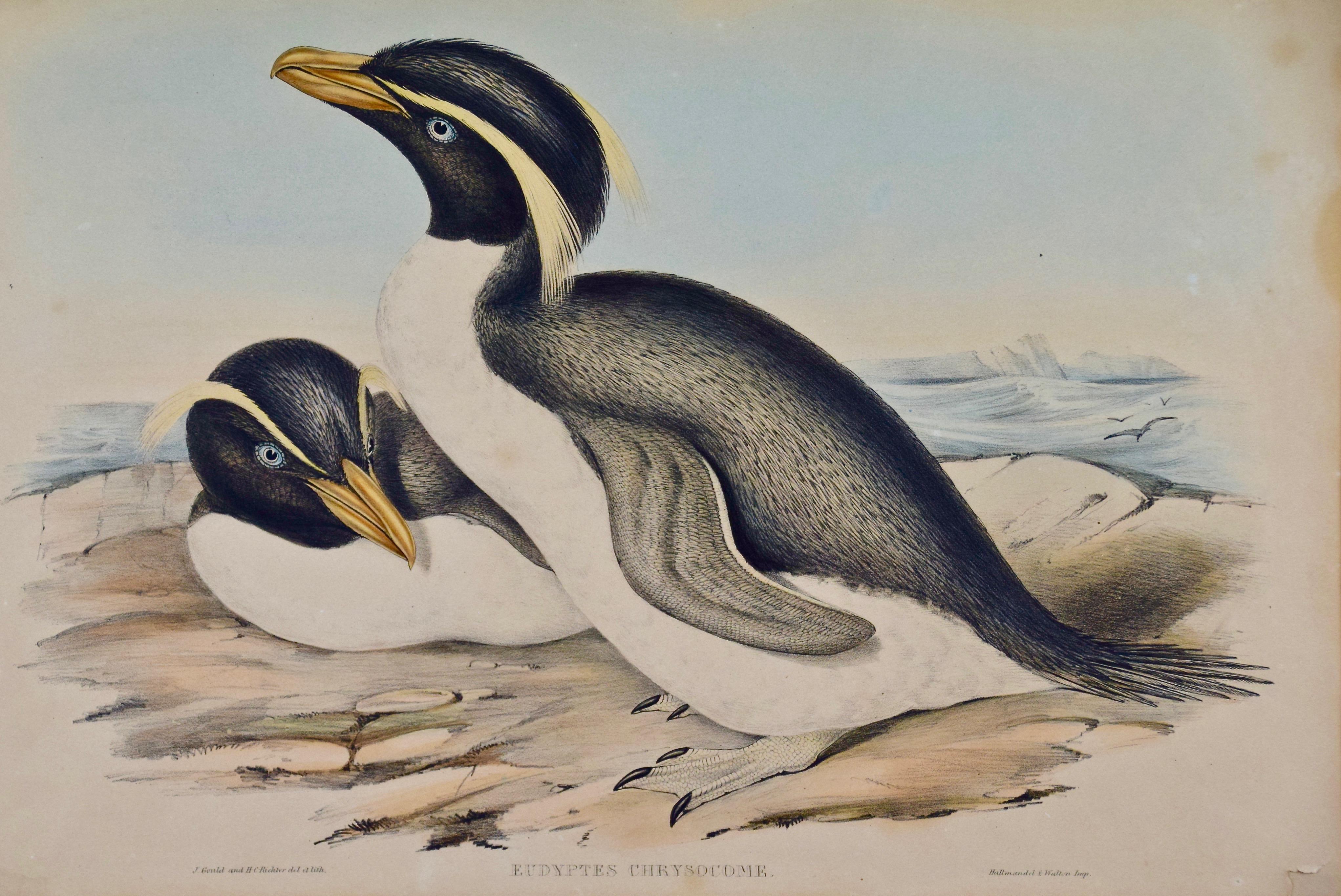 Trois lithographies colorées à la main de Gould représentant des oiseaux d'Australie et de Nouvelle-Zélande - Académique Print par John Gould