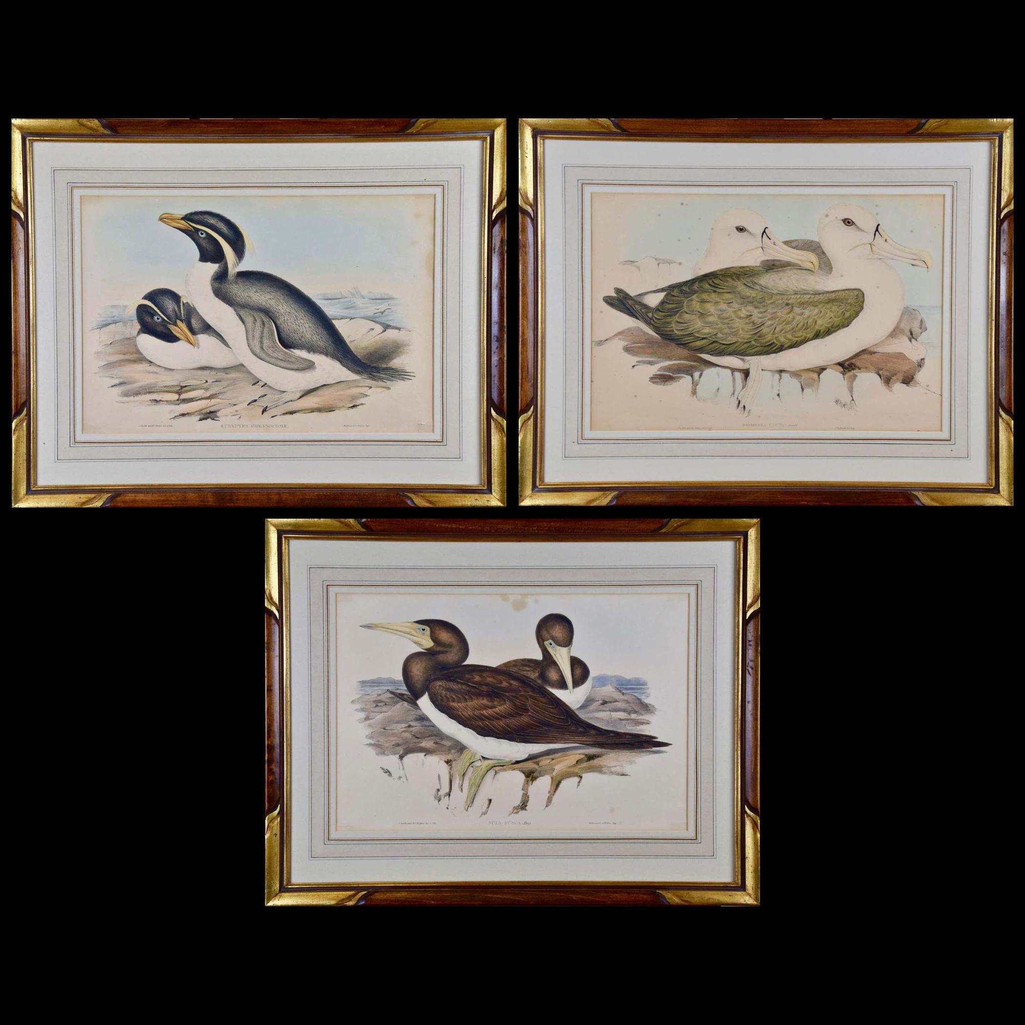 Tres litografías coloreadas a mano por Gould de Aves de Australia y Nueva Zelanda - Print de John Gould