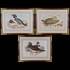 Three Gould Hand-colored Lithographs from Birds of Australia and New Zealand