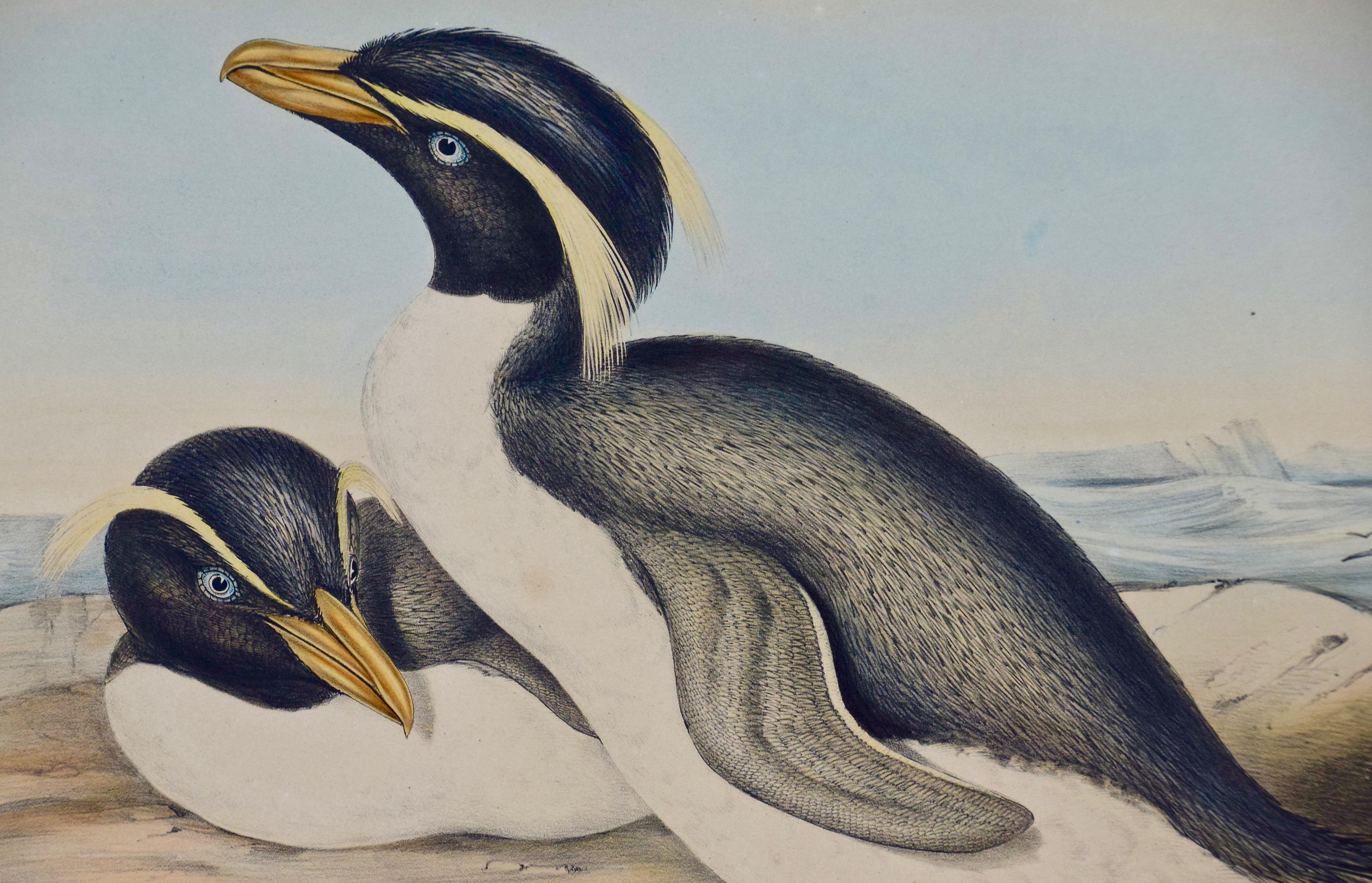 Tres litografías coloreadas a mano del libro en siete volúmenes de John Gould 