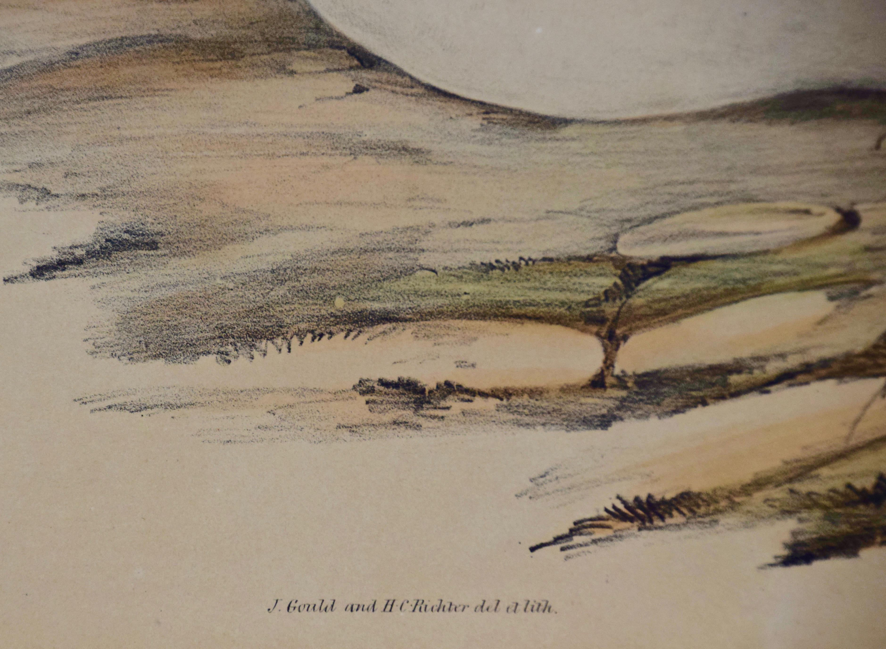 Trois lithographies colorées à la main de Gould représentant des oiseaux d'Australie et de Nouvelle-Zélande en vente 1