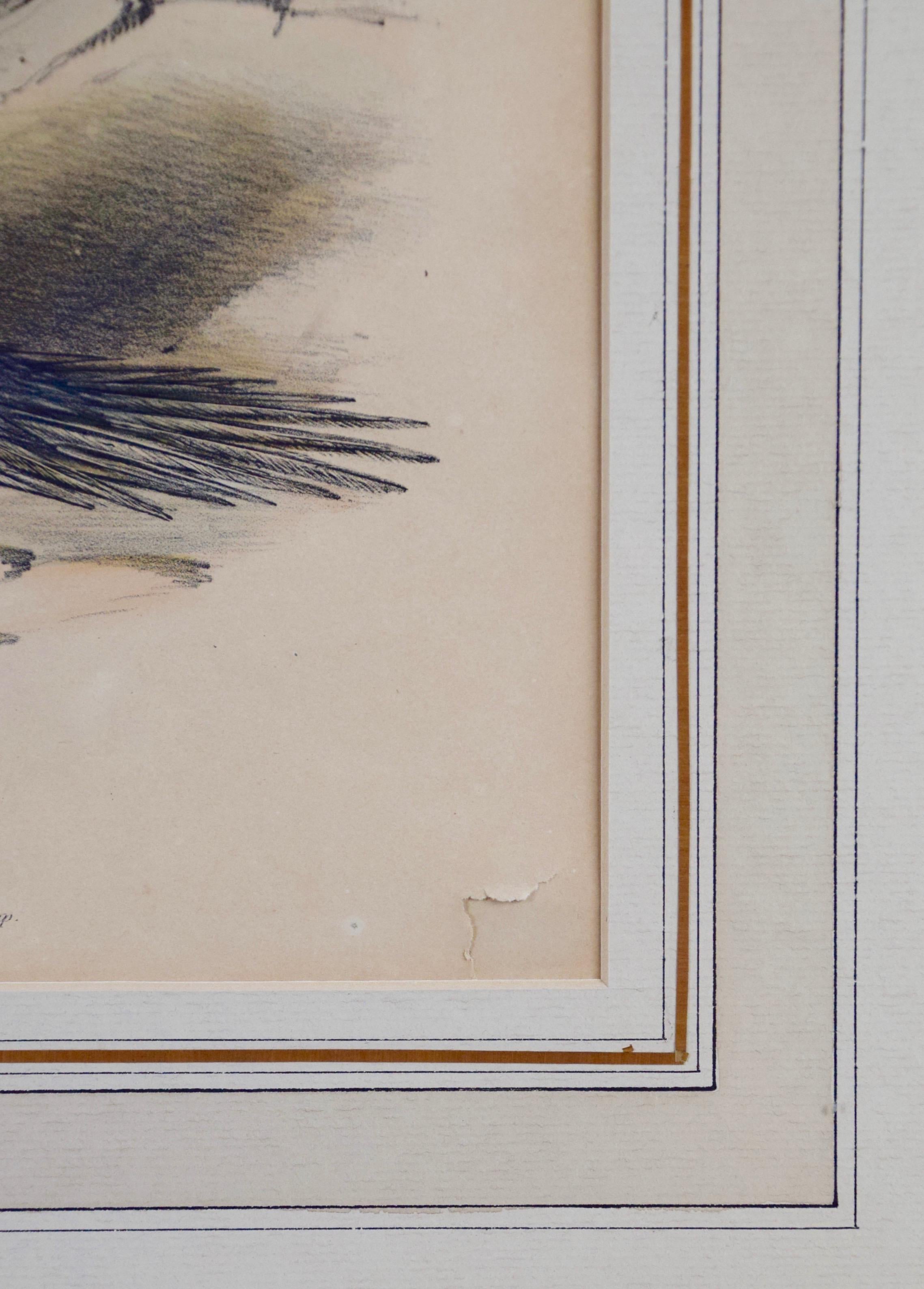 Three hand-colored lithographs from John Gould's seven volume book 