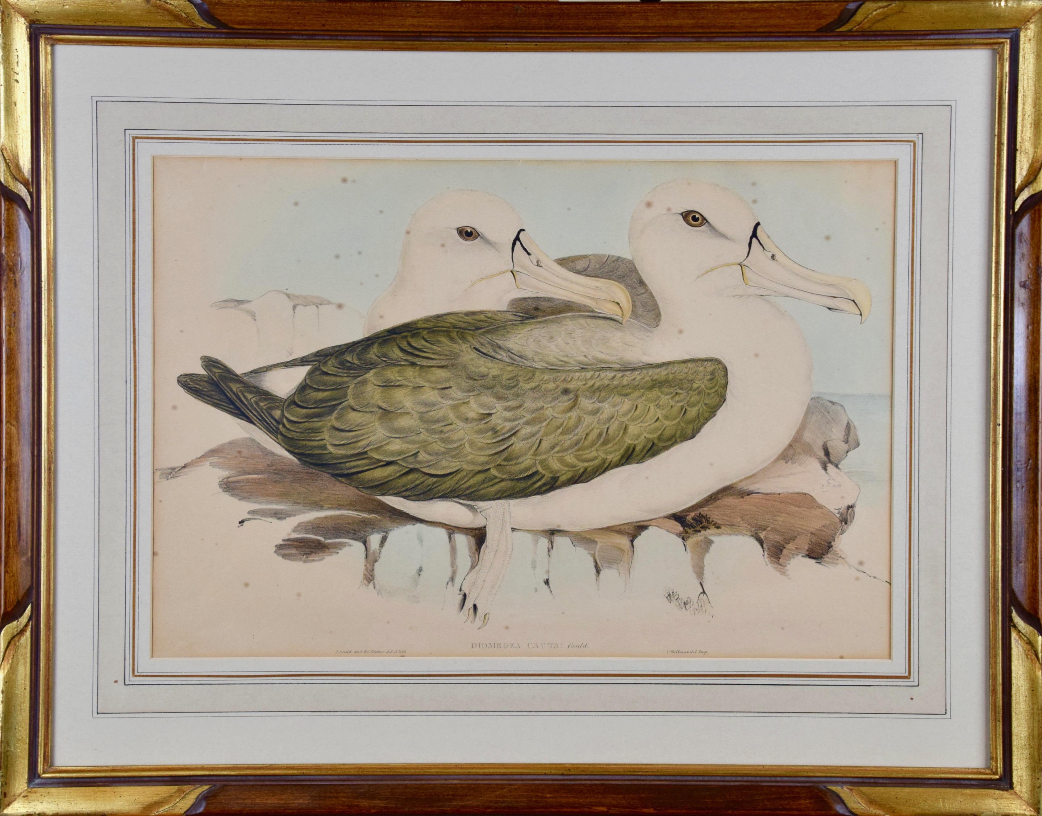 Trois lithographies colorées à la main de Gould représentant des oiseaux d'Australie et de Nouvelle-Zélande en vente 5