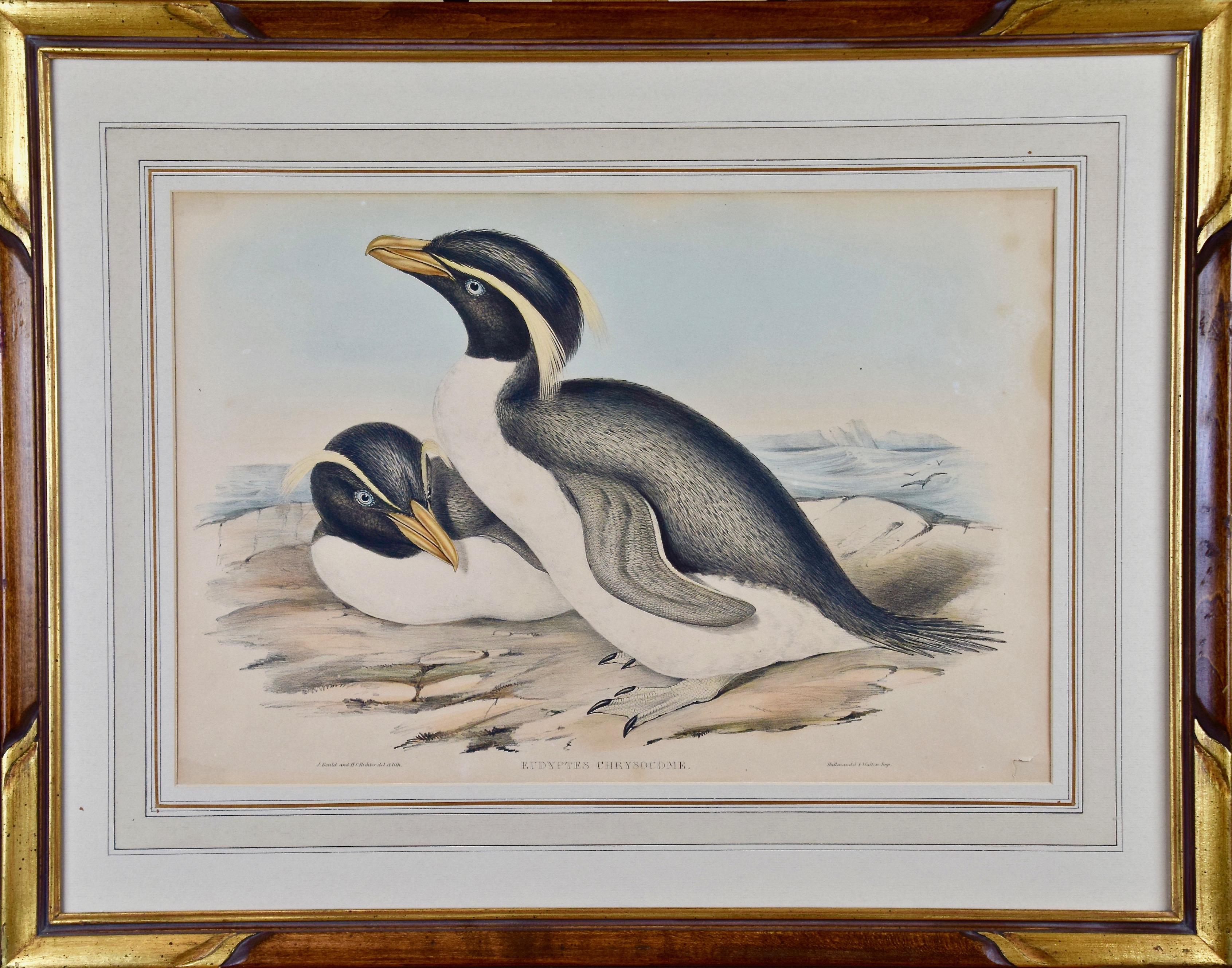 Drei handkolorierte Lithografien von Vögeln aus Australien und Neuseeland – Print von John Gould