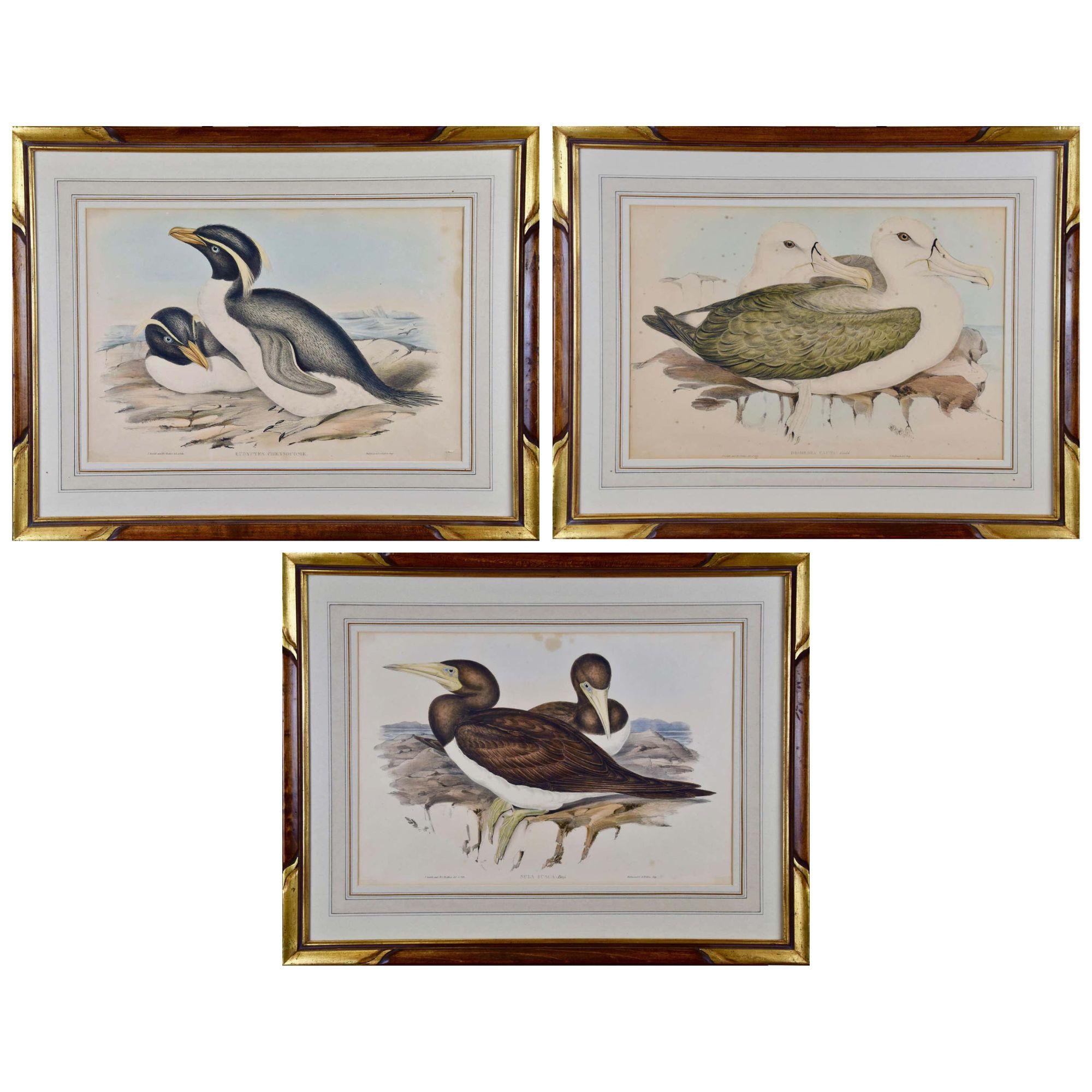 Tres litografías coloreadas a mano por Gould de Aves de Australia y Nueva Zelanda