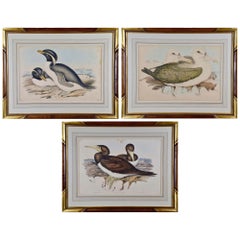 Three Gould Hand-colored Lithographs from Birds of Australia and New Zealand