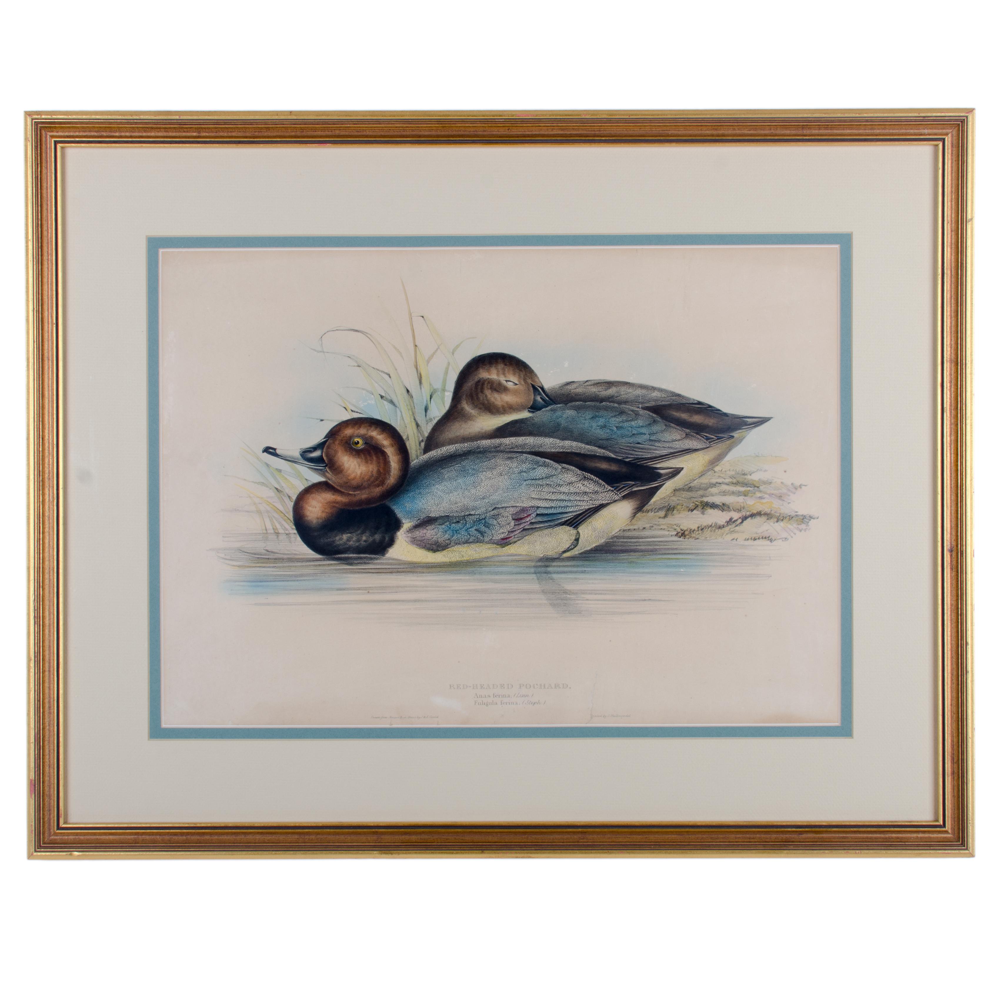 Angeboten wird eine handkolorierte Lithographie von Rotkopf-Pocharden aus C. Hulmendels Londoner Publikation von 1851.



Sicht: 19 und 13 ¼ Zoll

Rahmen: 26 ½ mal 21 Zoll



Die Lithografie ist in akzeptablem Zustand mit Gebrauchsspuren, darunter