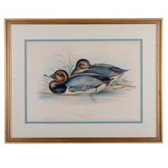 John Gould, Red-headed Pochard, hand-colored lithograph, c.1851