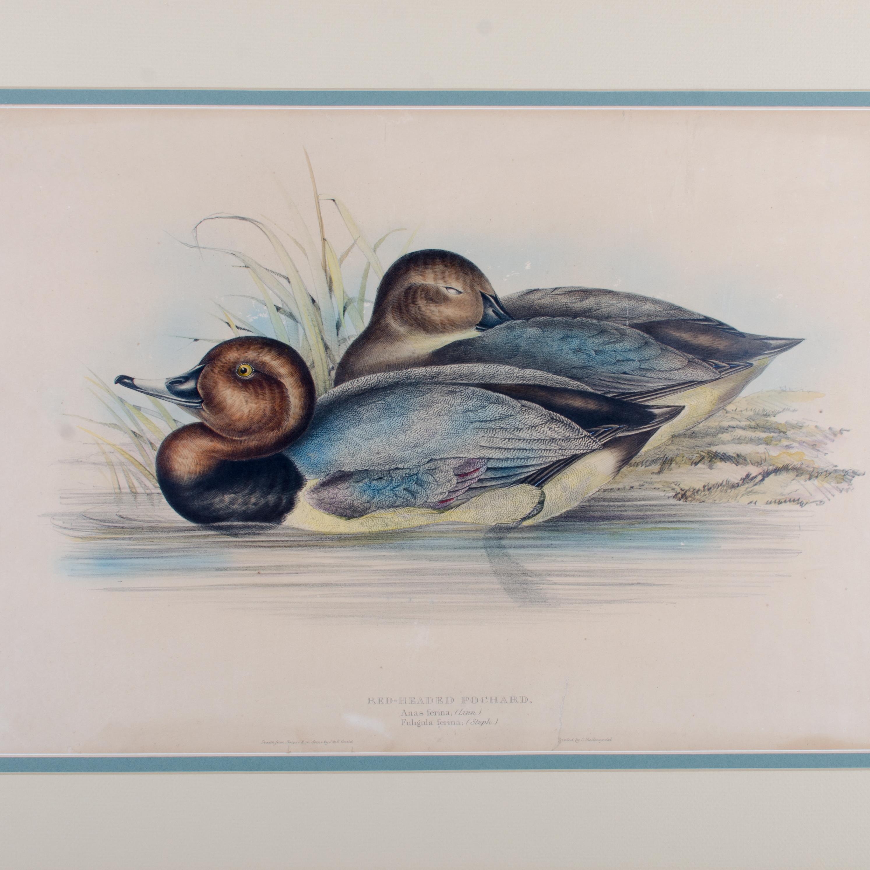 John Gould, roter Kopf, Pochard, handkolorierte Lithographie, um 1851 (Britisch) im Angebot