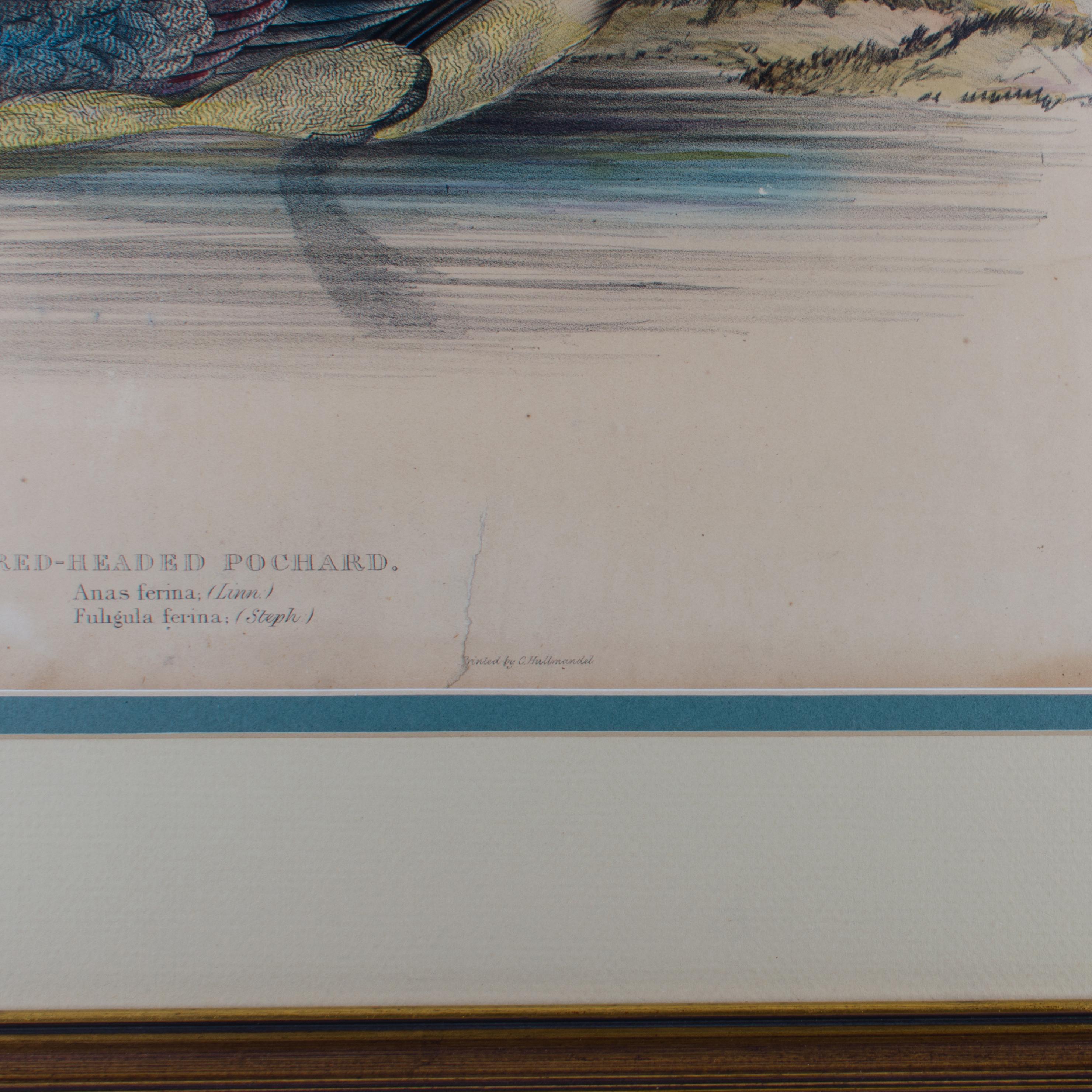 John Gould, roter Kopf, Pochard, handkolorierte Lithographie, um 1851 im Zustand „Relativ gut“ im Angebot in Savannah, GA