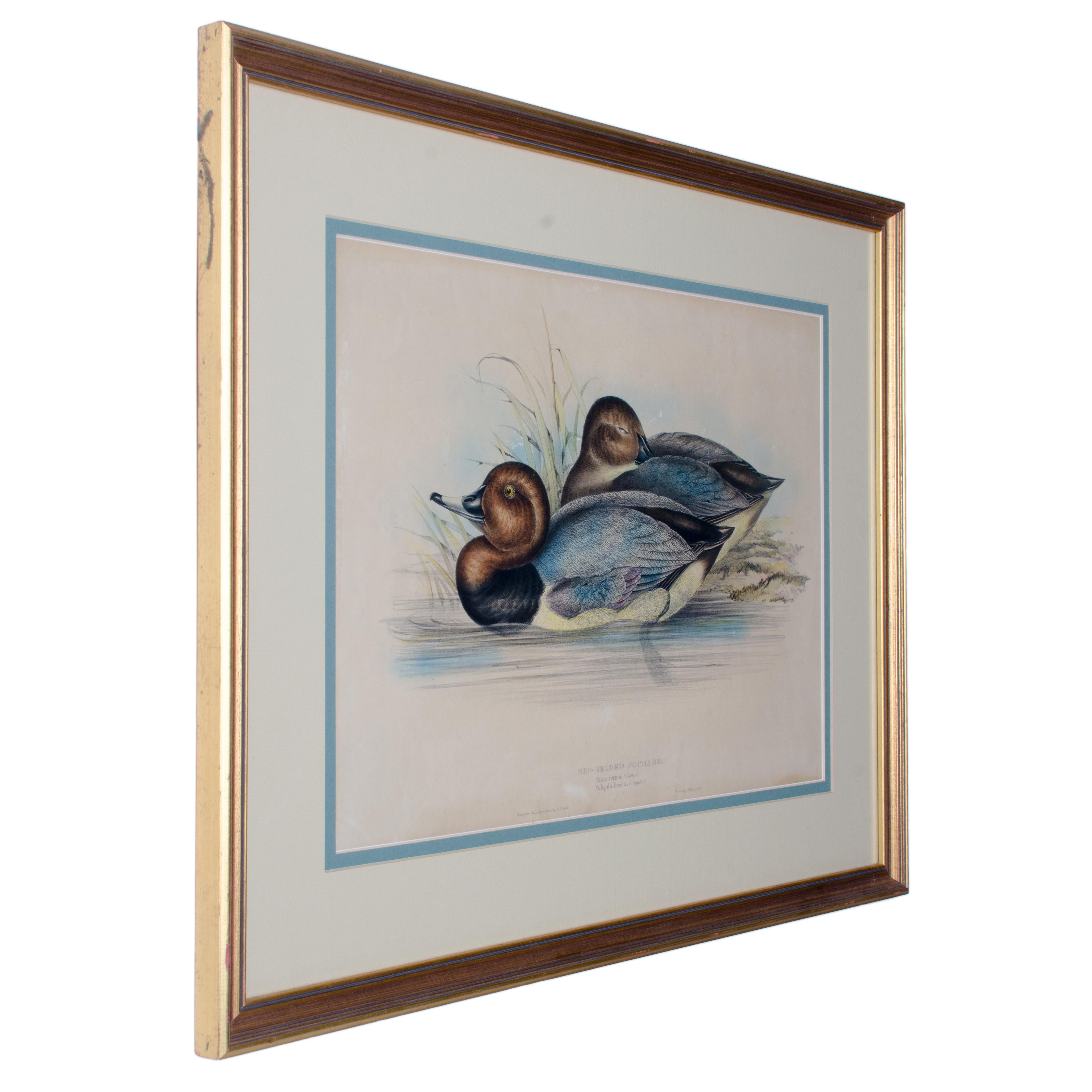John Gould, roter Kopf, Pochard, handkolorierte Lithographie, um 1851 (Mittleres 19. Jahrhundert) im Angebot