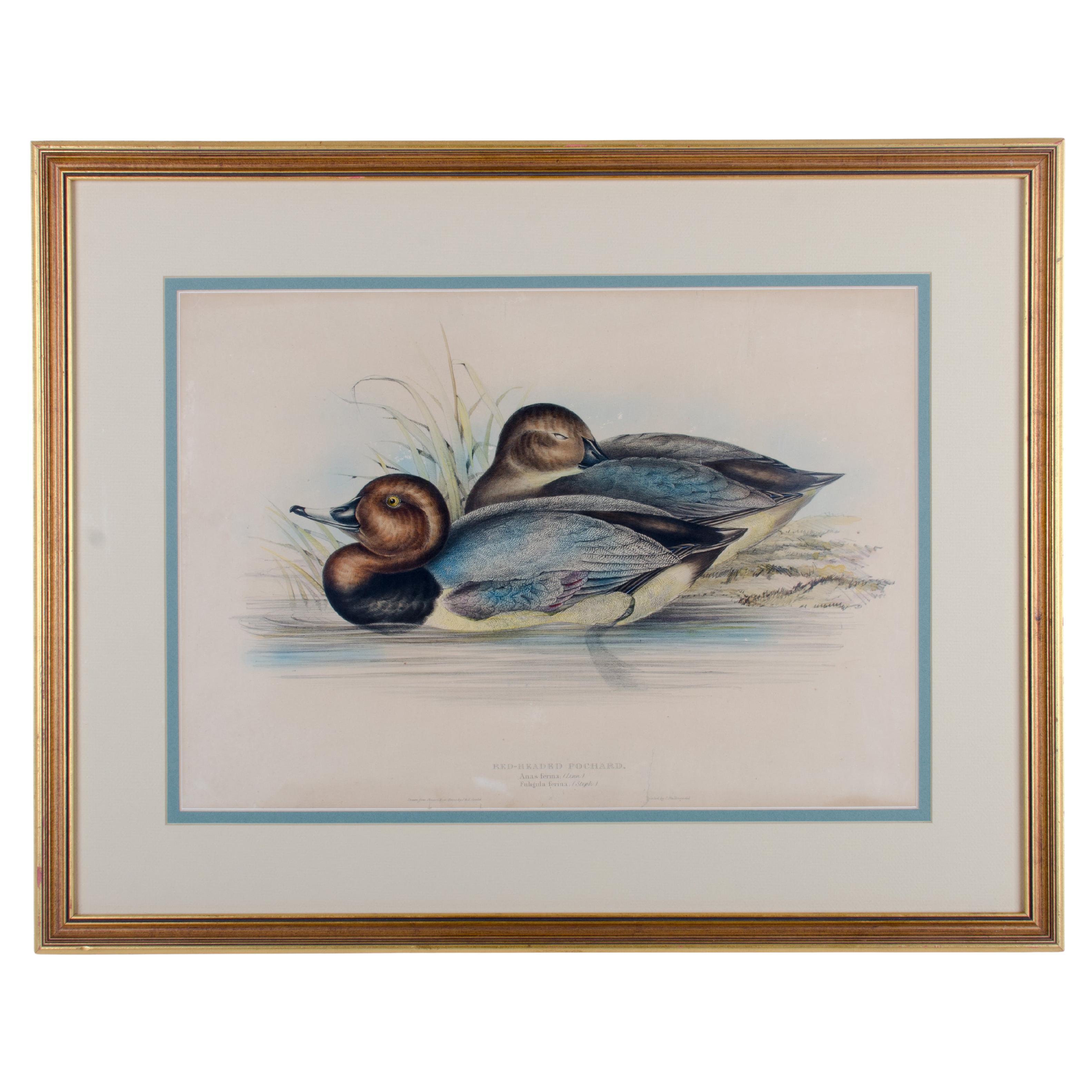 John Gould, Red-headed Pochard, hand-colored lithograph, c.1851