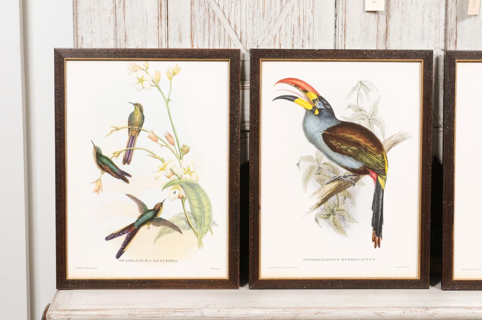 John Gould Tropische Vogeldrucke in maßgefertigten Holzrahmen, 13 Stück pro Stück im Angebot 4