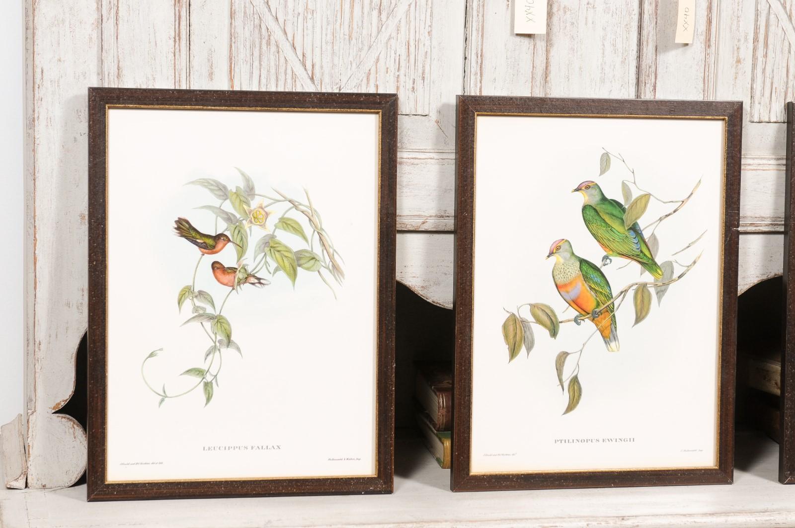 John Gould Tropische Vogeldrucke in maßgefertigten Holzrahmen, 13 Stück pro Stück im Angebot 6