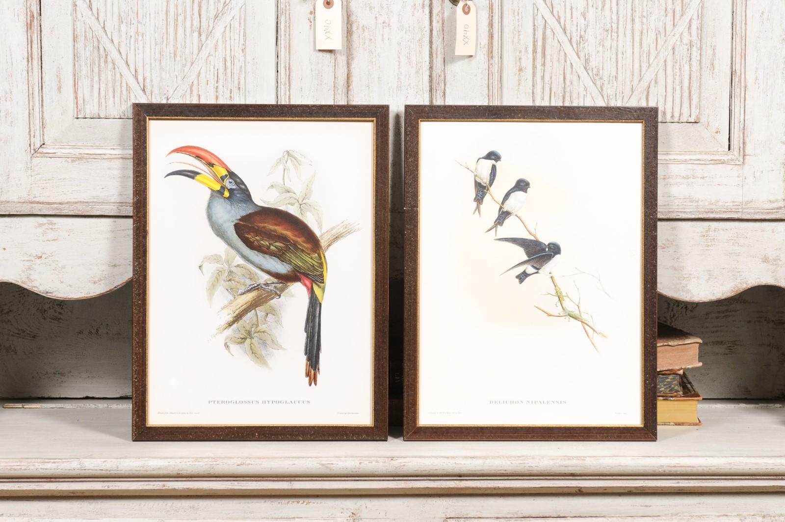 John Gould Tropische Vogeldrucke in maßgefertigten Holzrahmen, 13 Stück pro Stück im Angebot 8