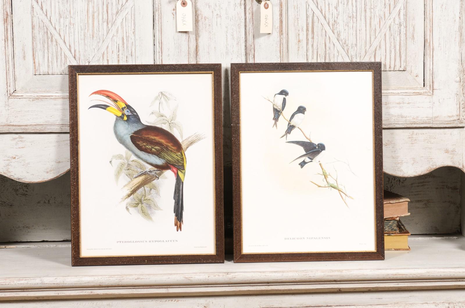 John Gould Tropische Vogeldrucke in maßgefertigten Holzrahmen, 13 Stück pro Stück im Angebot 9