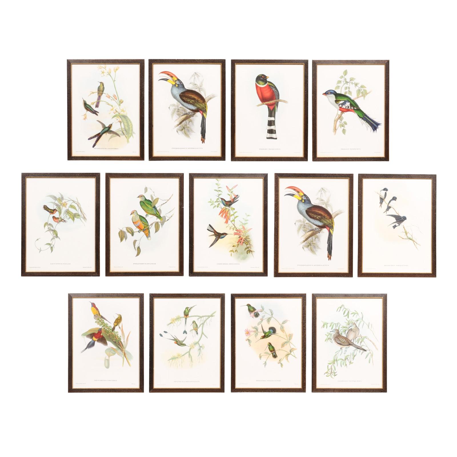 Diese Sammlung gerahmter tropischer Vogeldrucke von John Gould aus seiner auf 1000 Exemplare limitierten Auflage zeigt das bemerkenswerte Talent des britischen Ornithologen aus dem 19. Jahrhundert. Wir haben das Privileg, 13 dieser Drucke zu