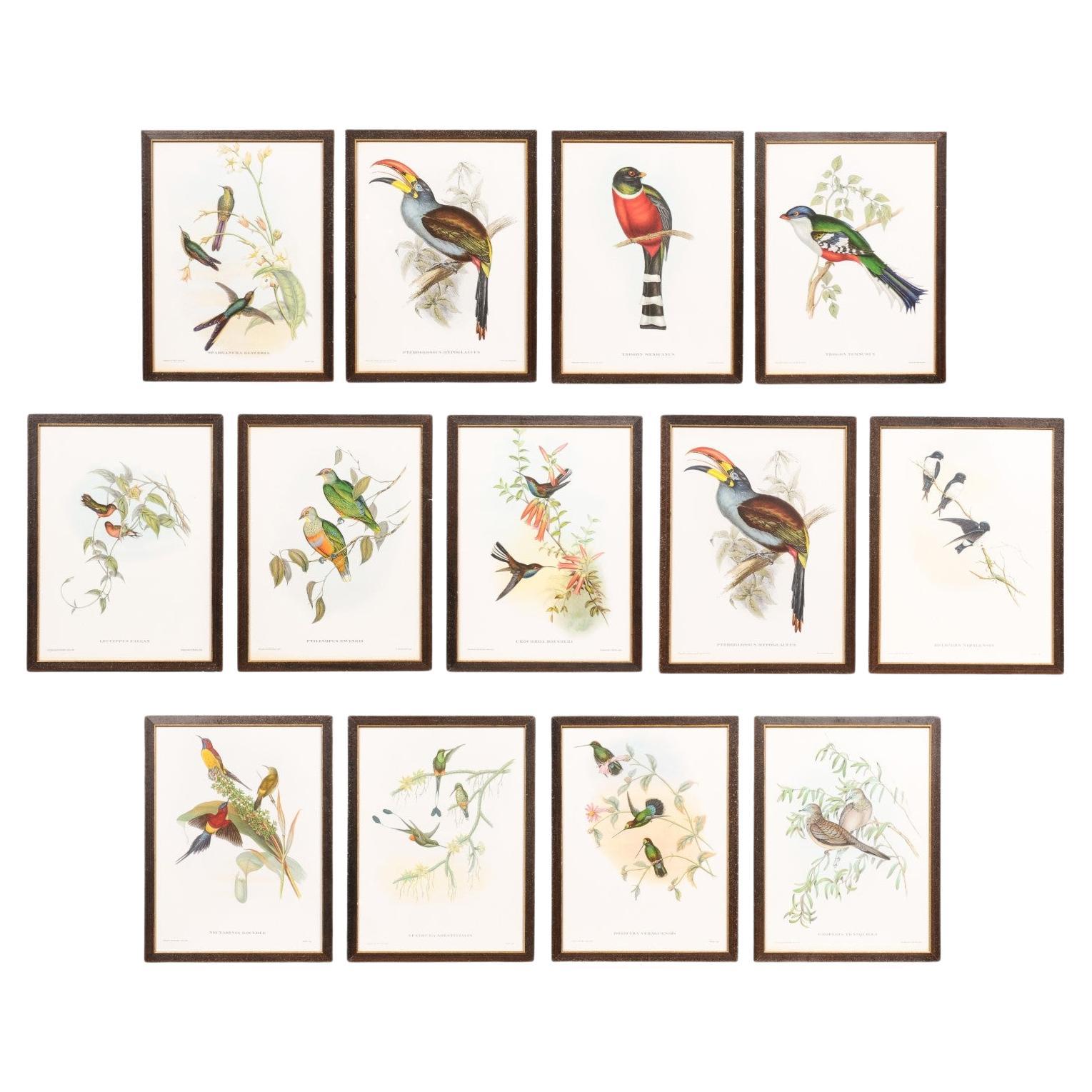 John Gould Tropical Bird Prints in Custom Wooden Frames, 13 Sold Each