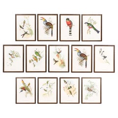 Retro John Gould Tropical Bird Prints in Custom Wooden Frames, 13 Sold Each