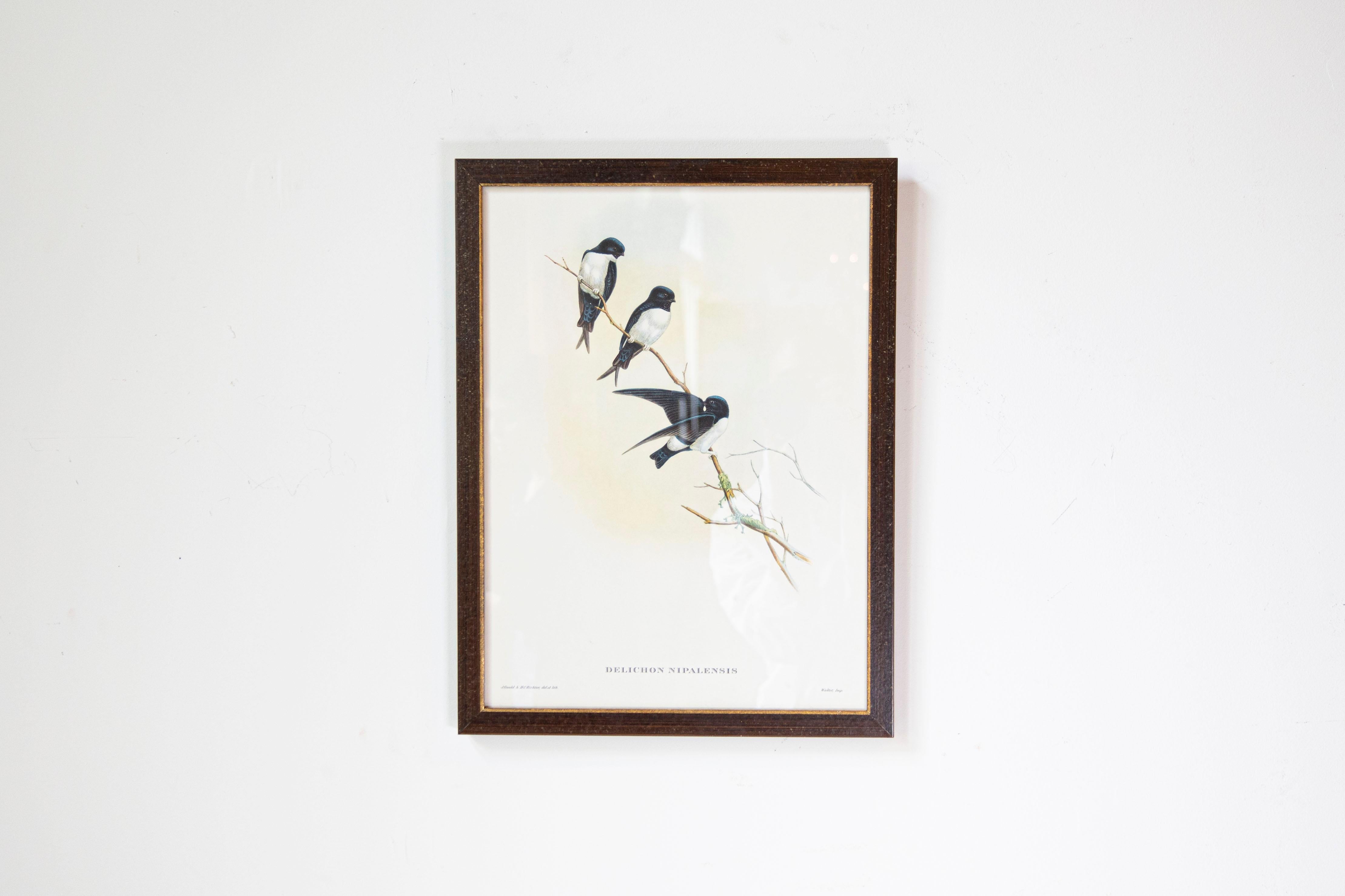 John Gould Tropical Bird Prints in Custom Wooden Frames, 7 Sold Each For Sale 4