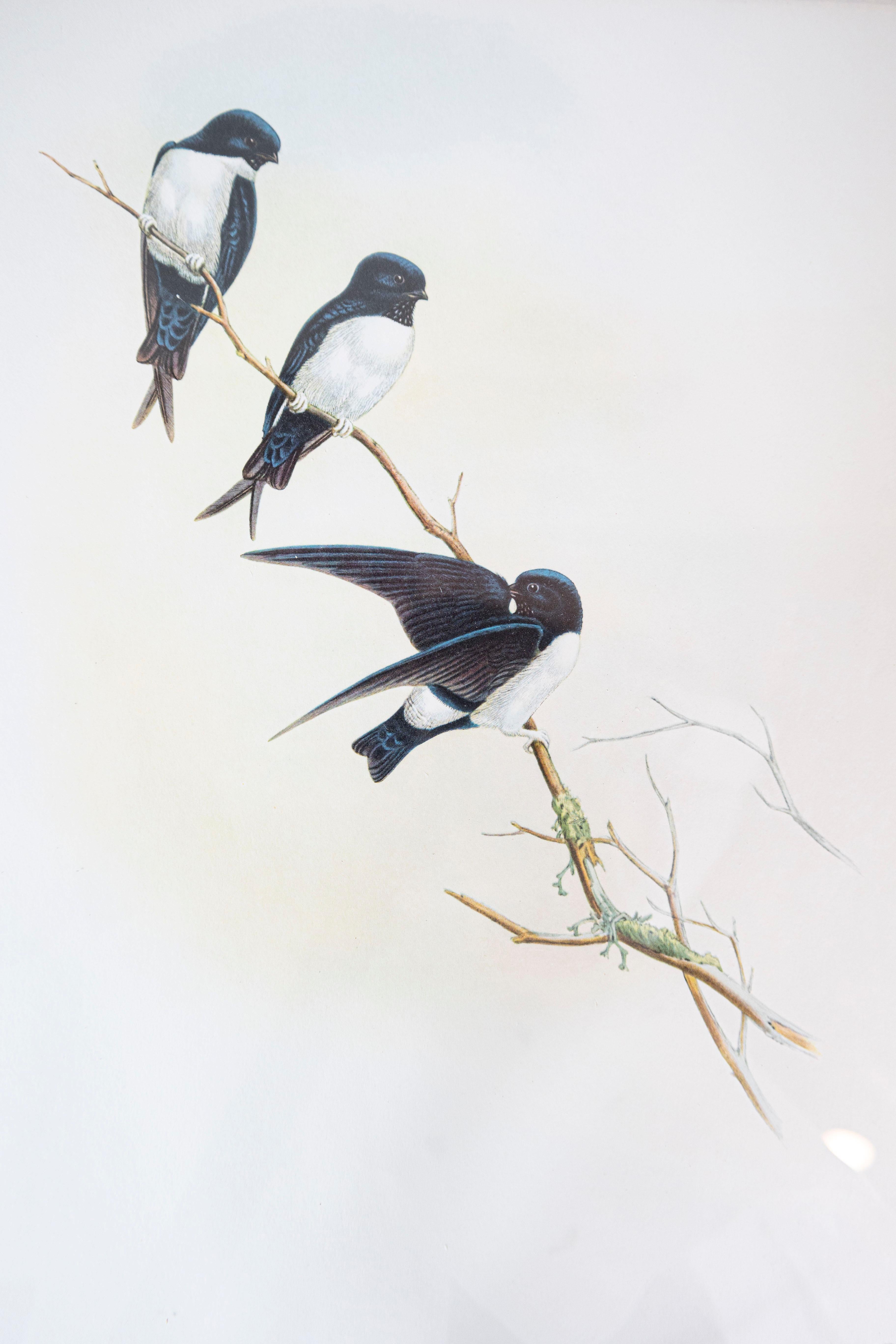 John Gould Tropical Bird Prints in Custom Wooden Frames, 7 Sold Each For Sale 5
