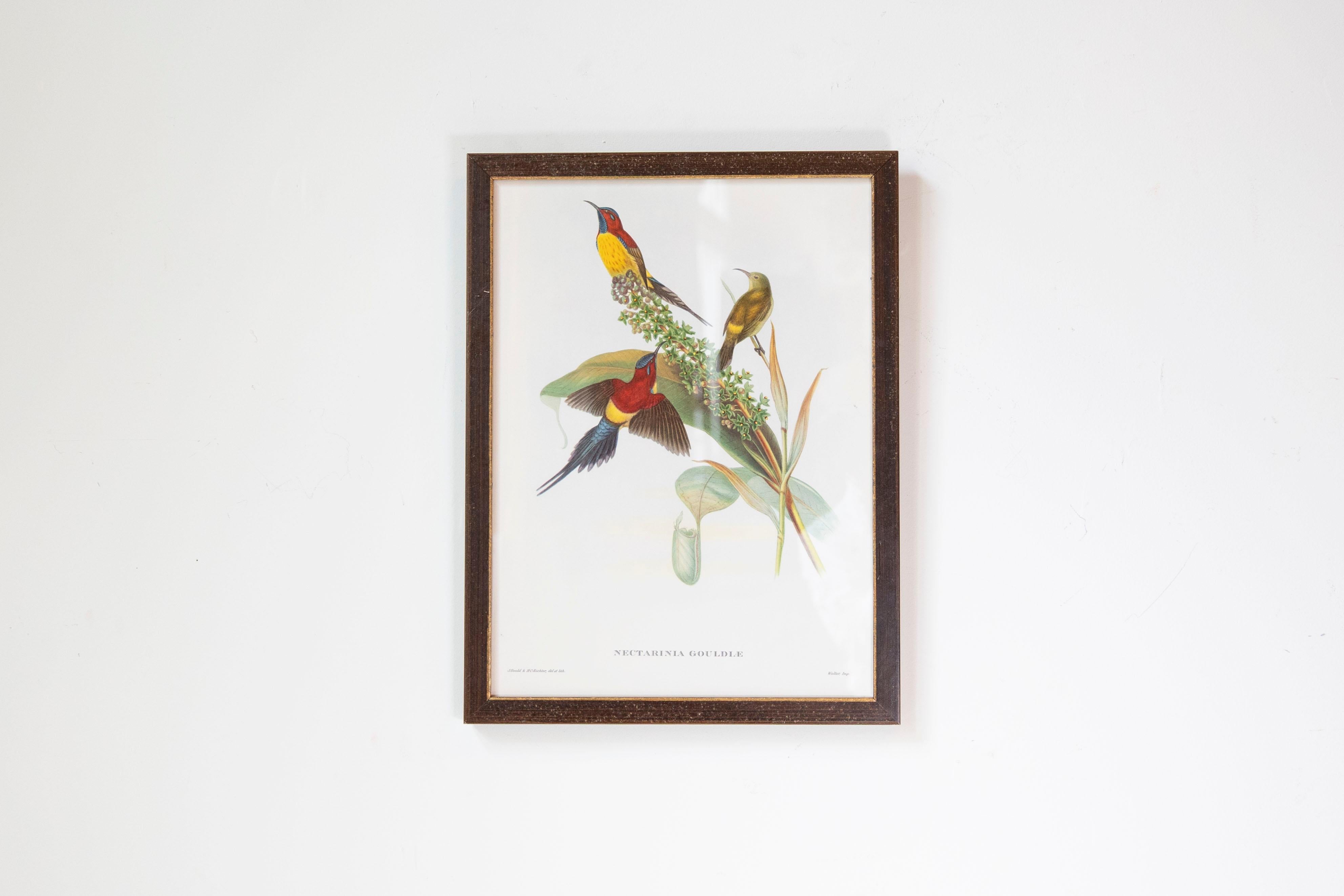 John Gould Tropical Bird Prints in Custom Wooden Frames, 7 Sold Each For Sale 6