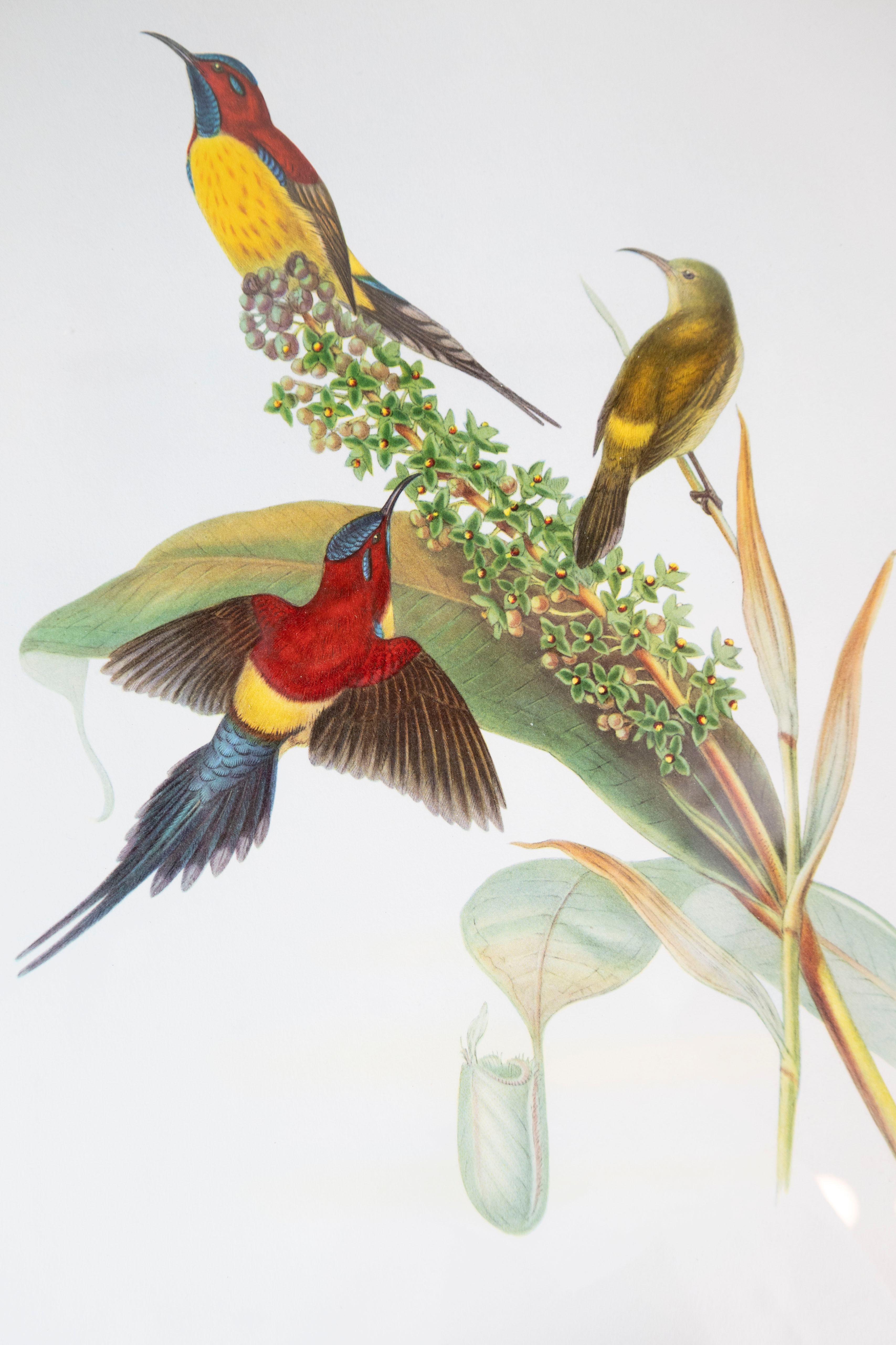 John Gould Tropical Bird Prints in Custom Wooden Frames, 7 Sold Each For Sale 7
