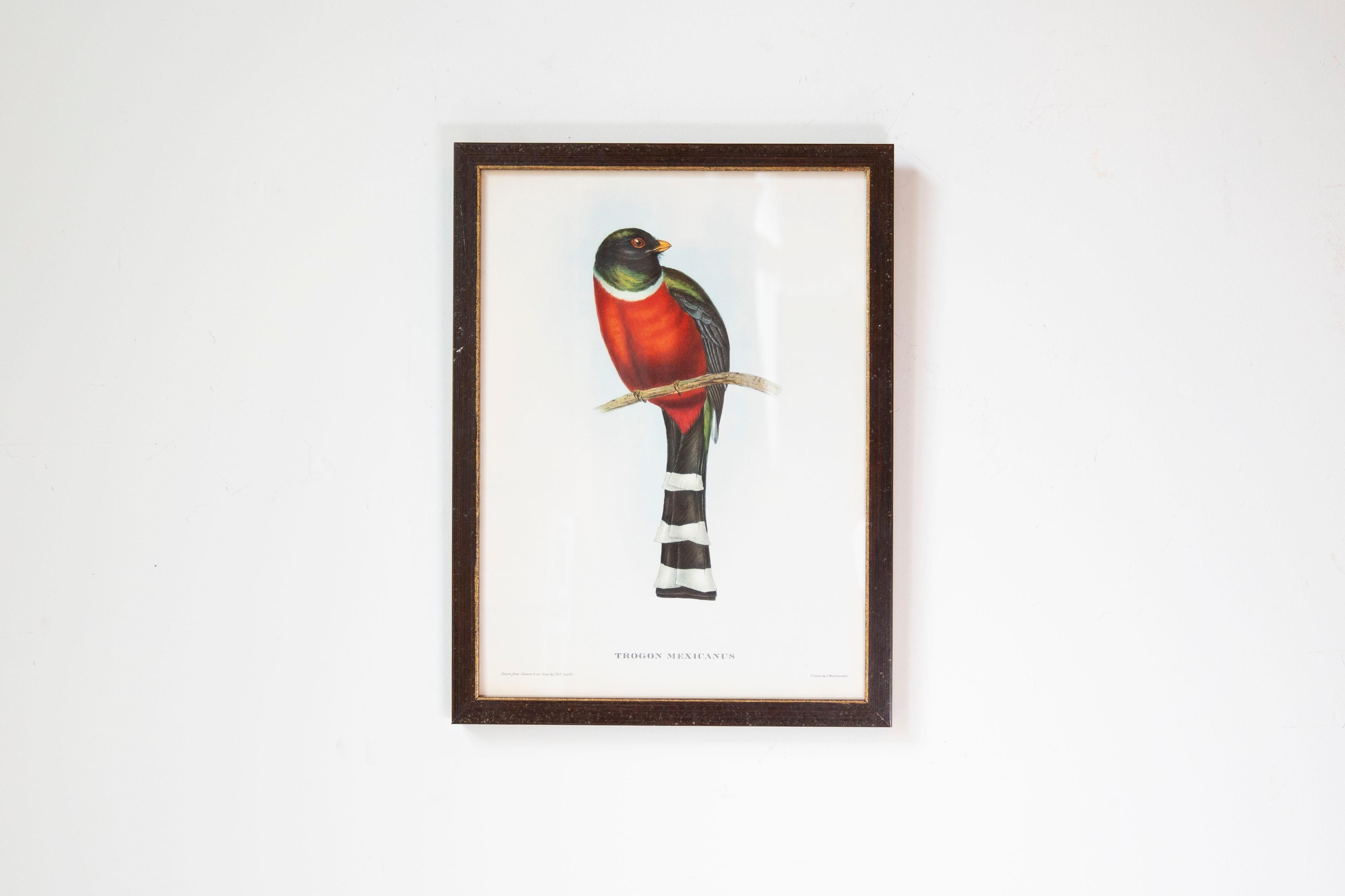 John Gould Tropical Bird Prints in Custom Wooden Frames, 7 Sold Each For Sale 8