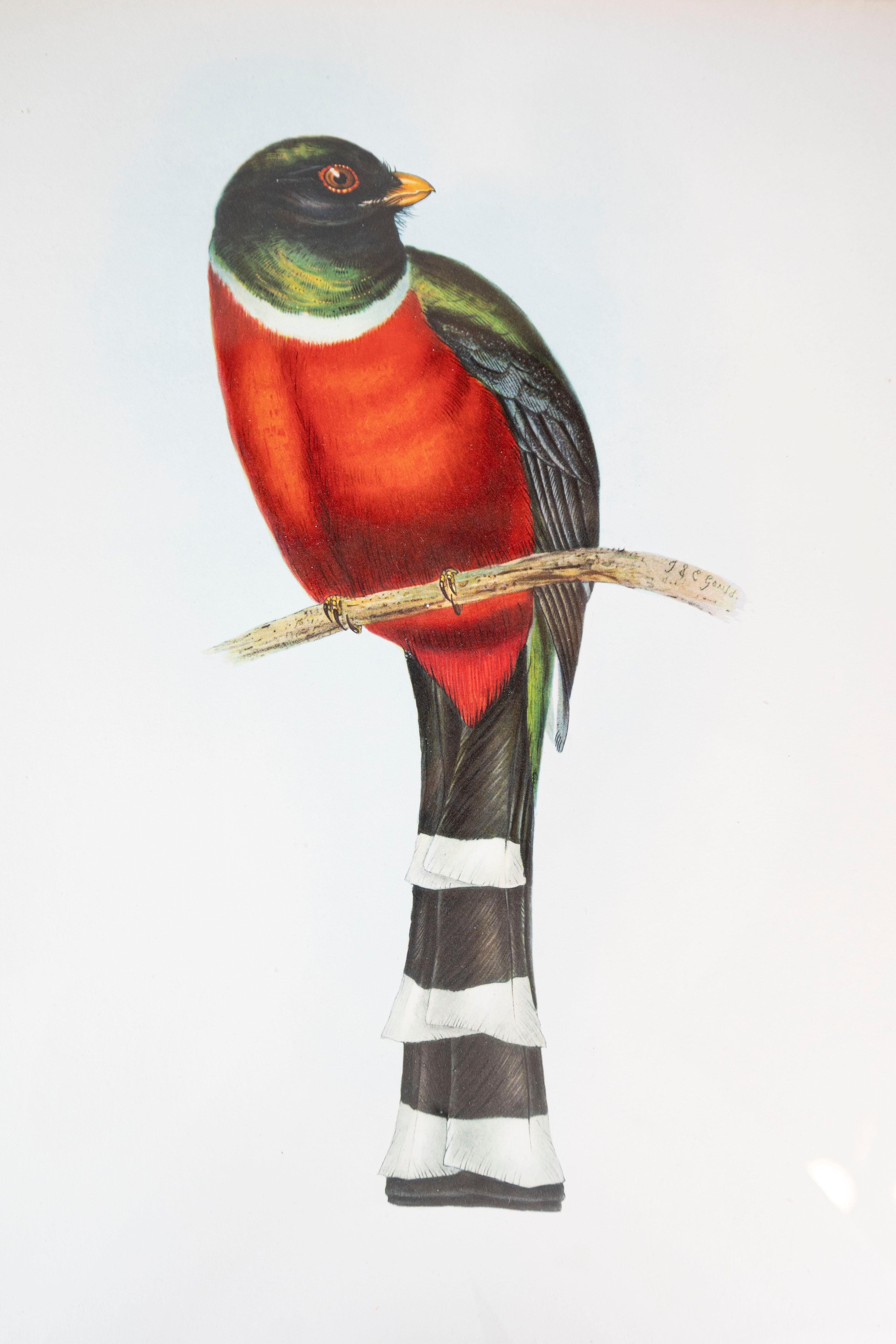 John Gould Tropical Bird Prints in Custom Wooden Frames, 7 Sold Each For Sale 9