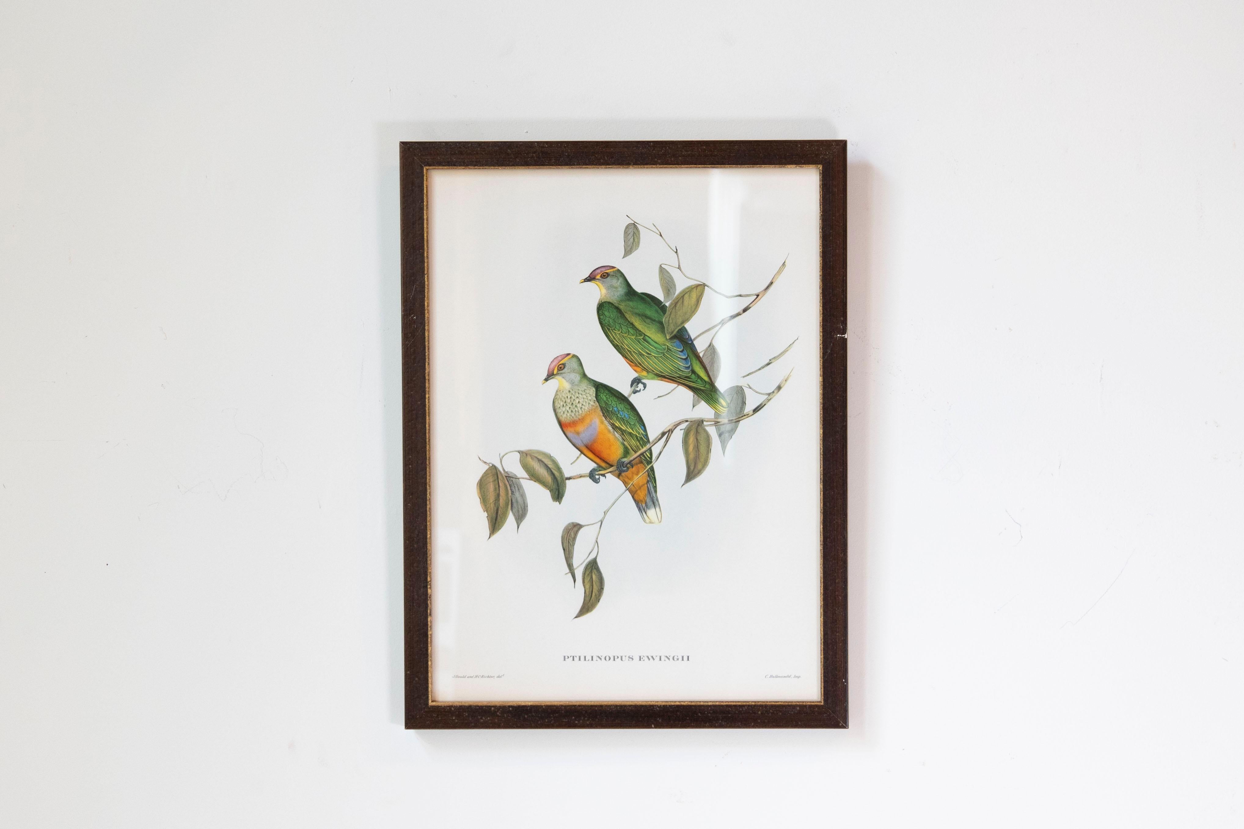 This collection of framed John Gould tropical bird prints from his limited edition of 1000, showcases the remarkable talent of the 19th-century British ornithologist. We have the privilege of presenting 7 of these prints, each priced and sold