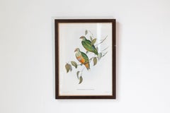 John Gould Tropical Bird Prints in Custom Wooden Frames, 7 Sold Each