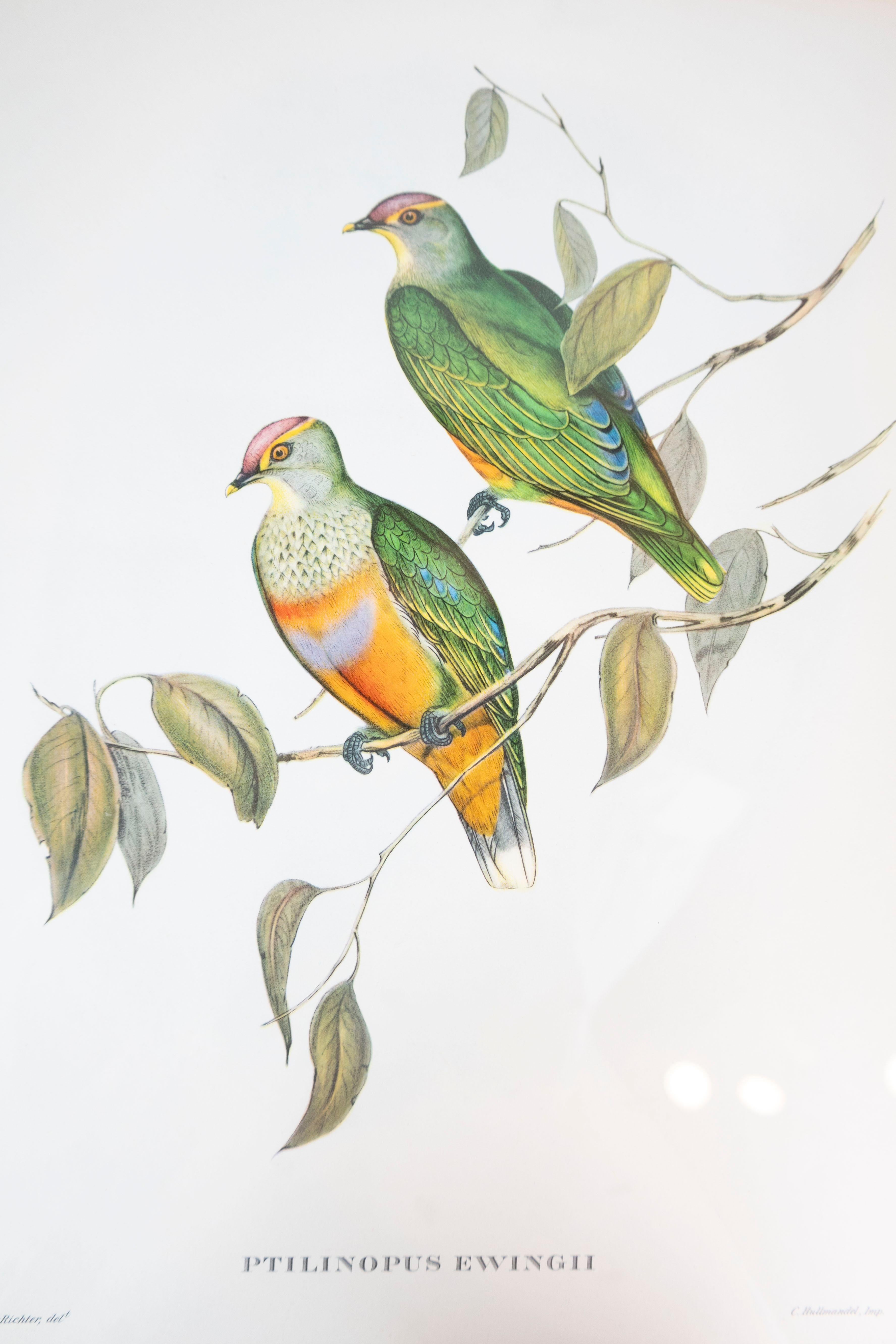 English John Gould Tropical Bird Prints in Custom Wooden Frames, 7 Sold Each For Sale